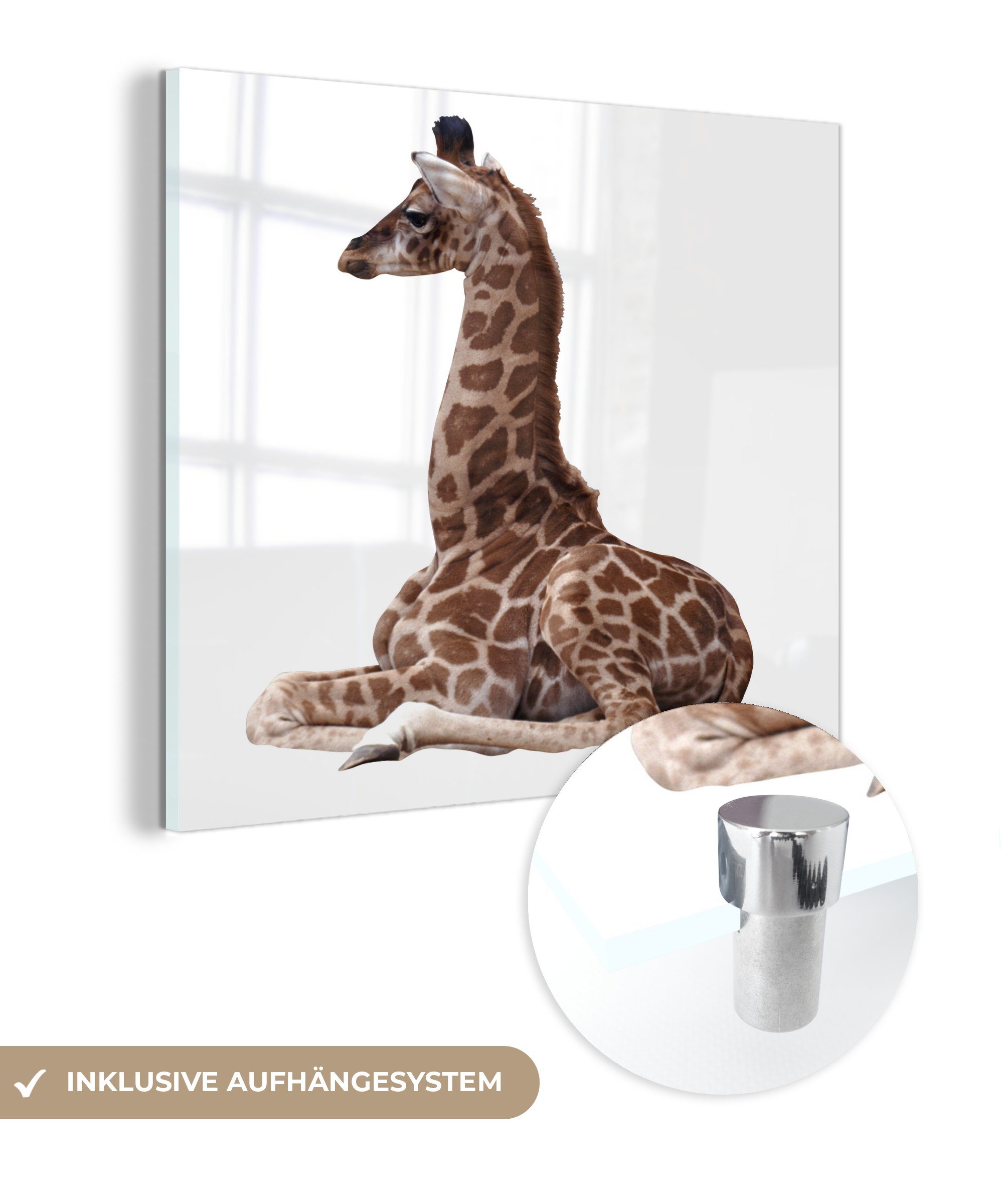 St), Glasbilder Wanddekoration Bilder Baby-Giraffe Glas - Foto Acrylglasbild MuchoWow Hintergrund, weißem Wandbild auf - auf auf Glas (1 -