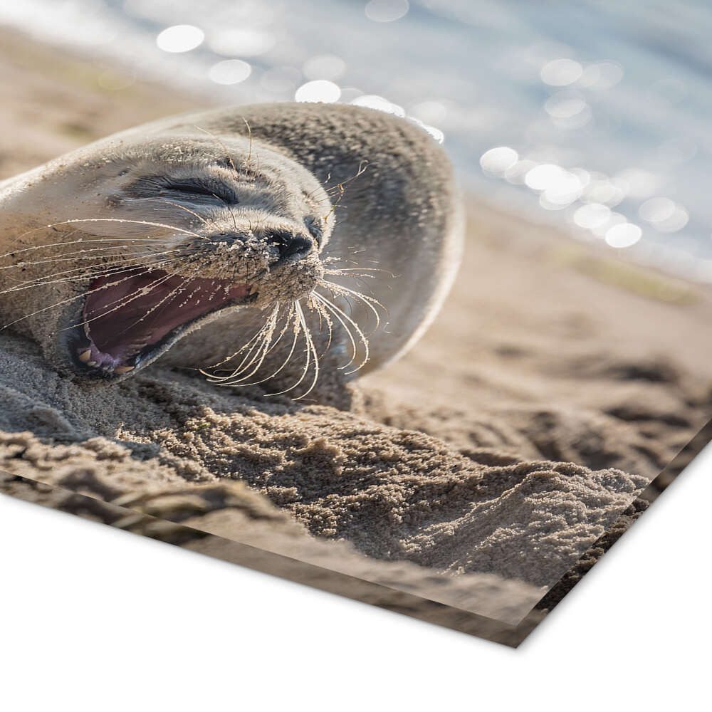 Posterlounge Wandbild Junge Robbe am Strand auf Sylt, Christian Müringer, erhältlich als Poster, Leinwandbild, Wandsticker oder Acrylglasbild – Bild 3 von 5