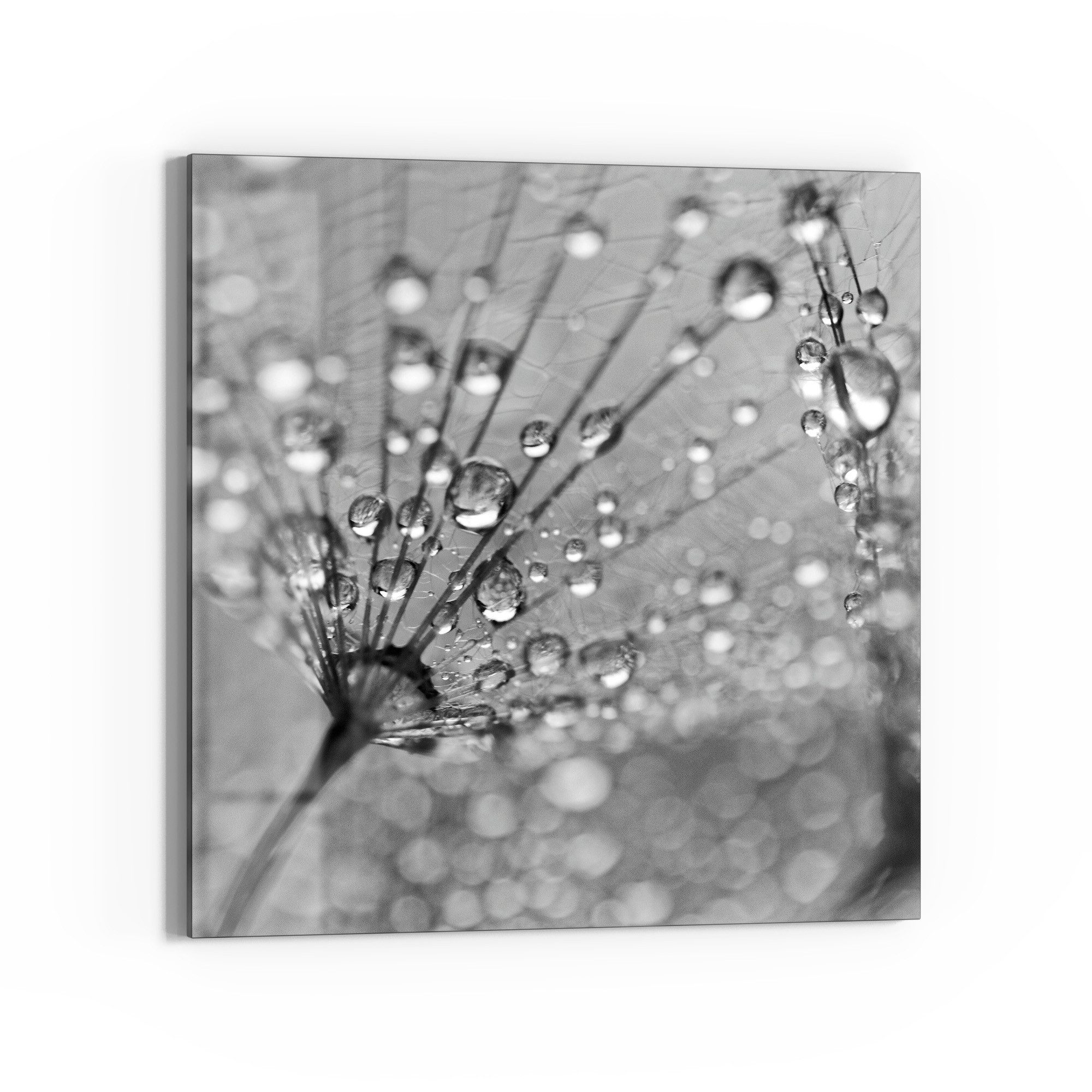 DEQORI Glasbild 'Magische Tautropfen', 'Magische Tautropfen', Glas Wandbild Bild schwebend modern