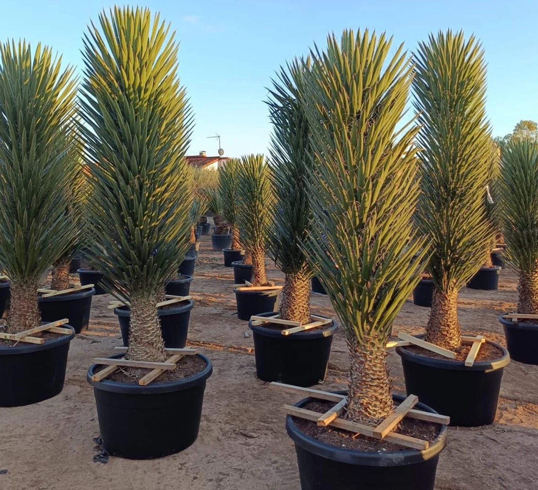 Palms-Store Baum Yucca Palme Filifera ca. 200cm, 1 St., Baumartiger Wuchs, Stark verzweigt, Blätter mit Faserfransen