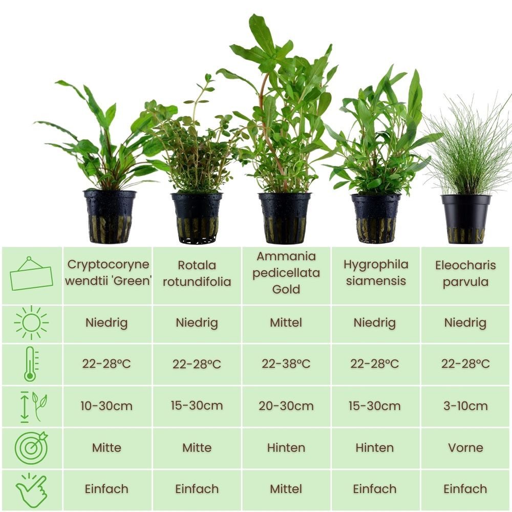 Aquaone Wasserpflanze Pflanzen Set mit 5 Einsteiger Wasserpflanzen Nr.218 günstig online kaufen