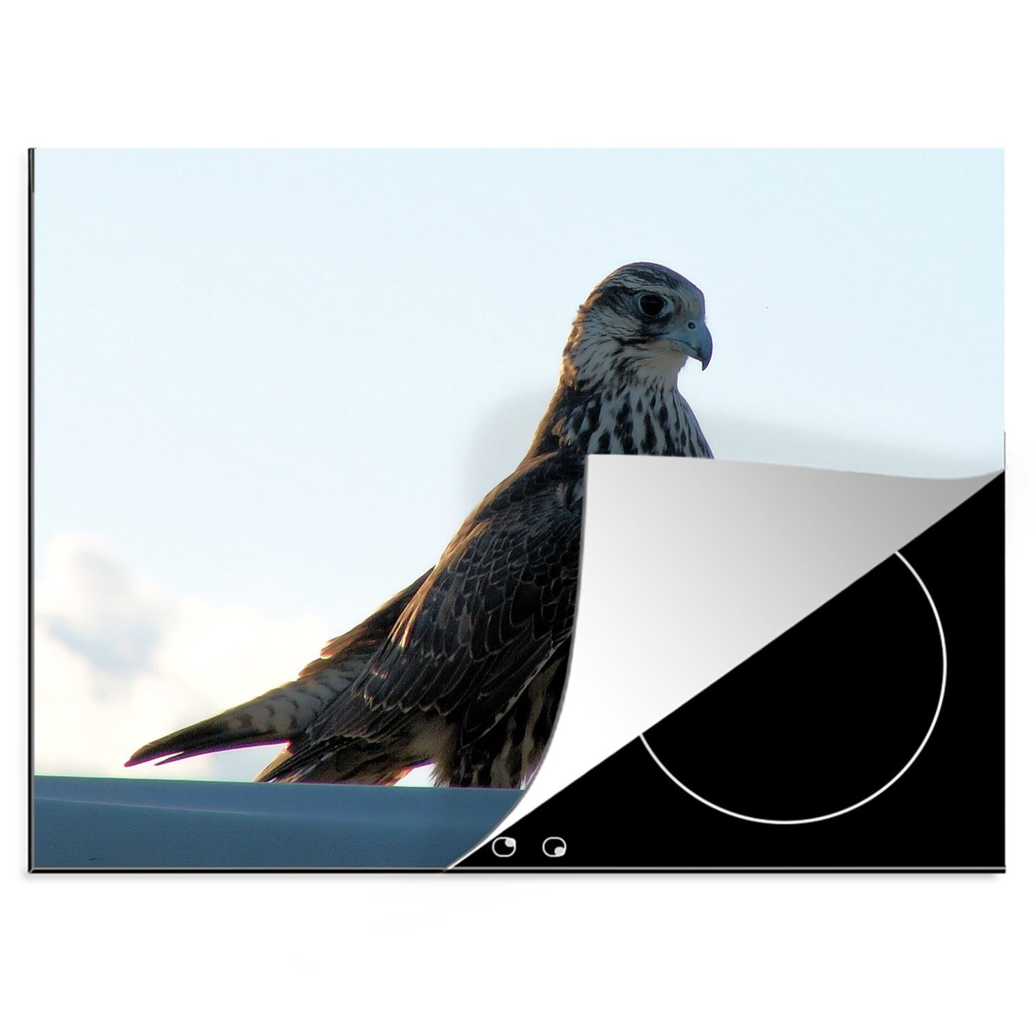 MuchoWow Herdblende-/Abdeckplatte Falke - Portugal - Vogel, Vinyl, (1 tlg), 70x52 cm, Mobile Arbeitsfläche nutzbar, Ceranfeldabdeckung