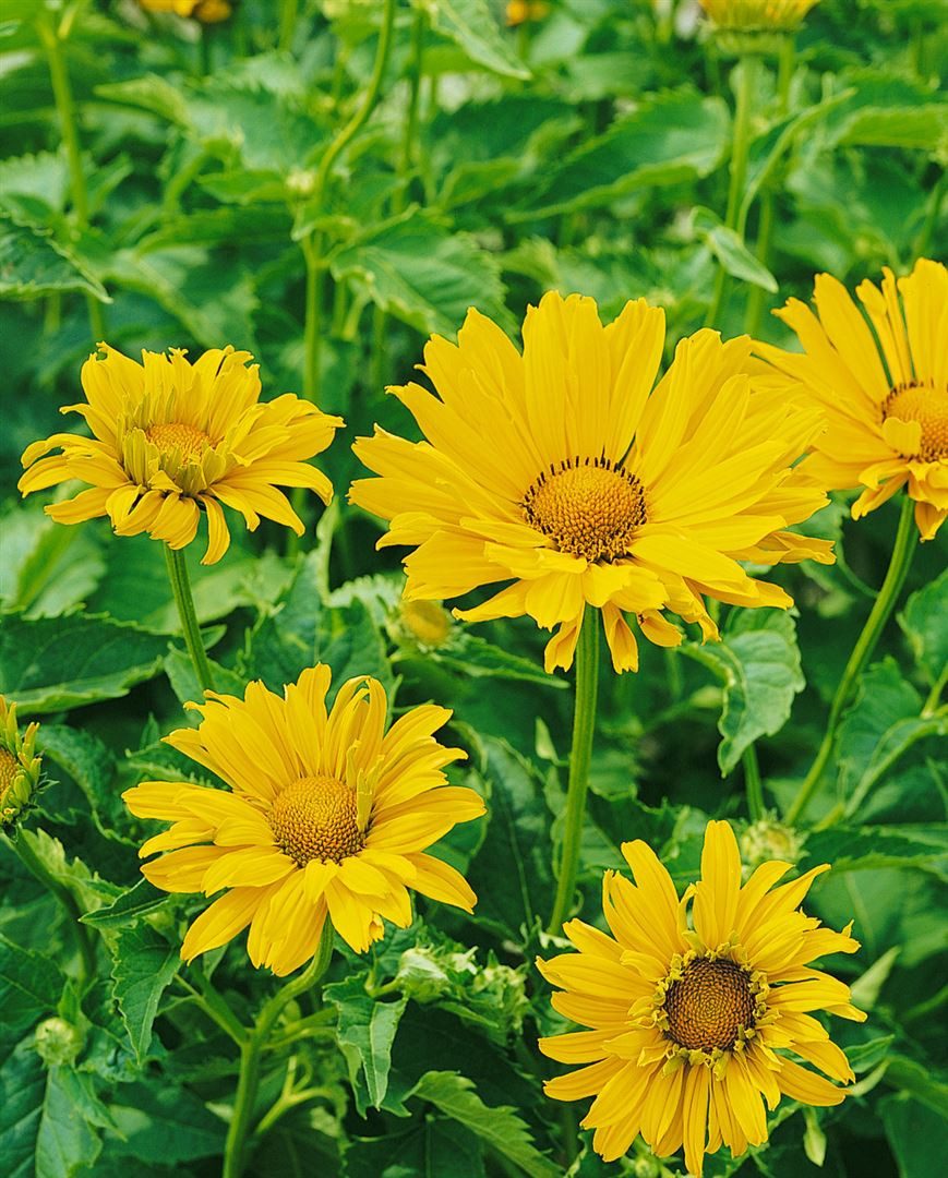 Pflanzen für Dich Staude Heliopsis scabra Mars, 1 St., Rauher Sonnenhut, Sonnenauge