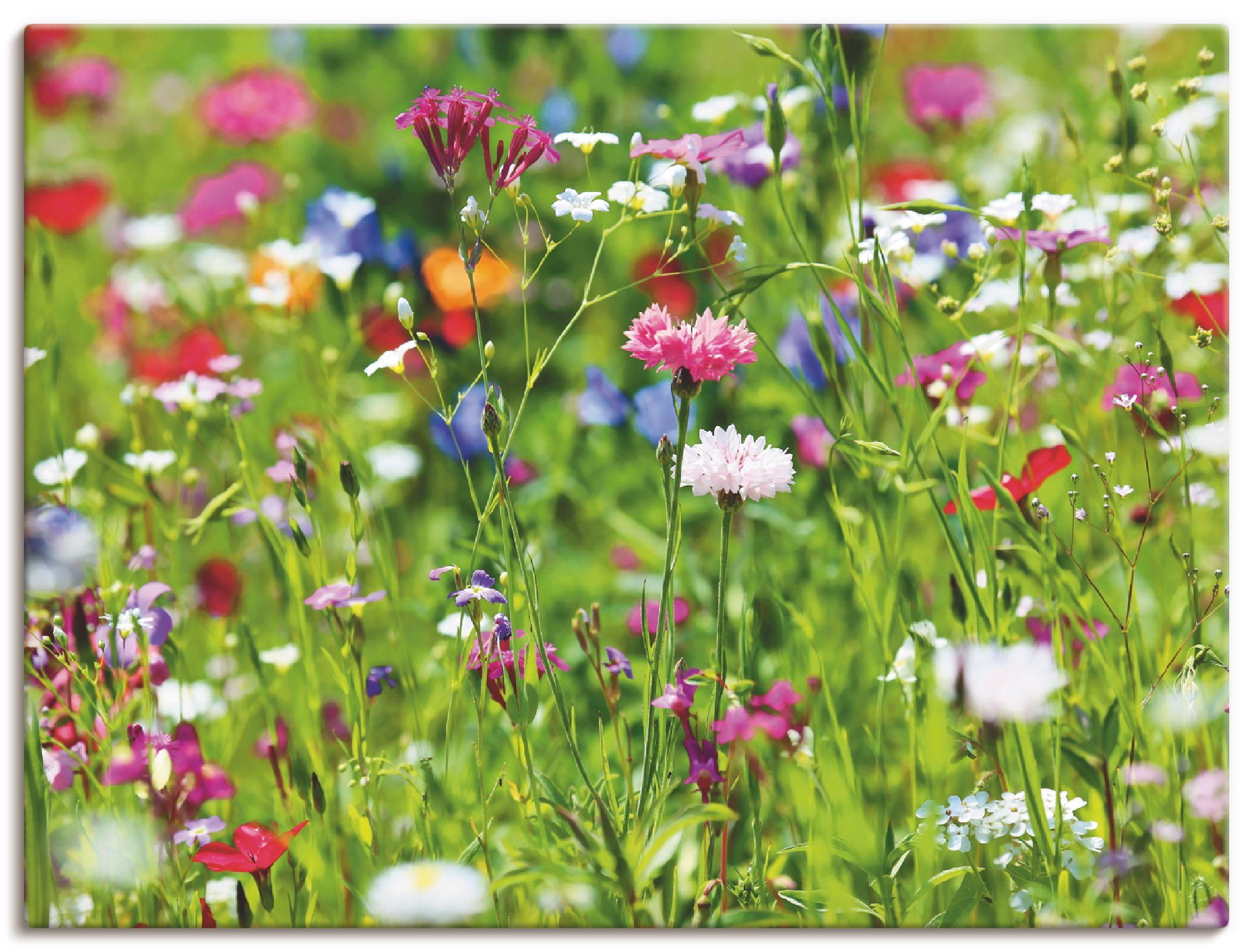 Artland Wandbild Blumenwiese I, Blumenwiese (1 St), als Leinwandbild, Poster in verschied. Größen