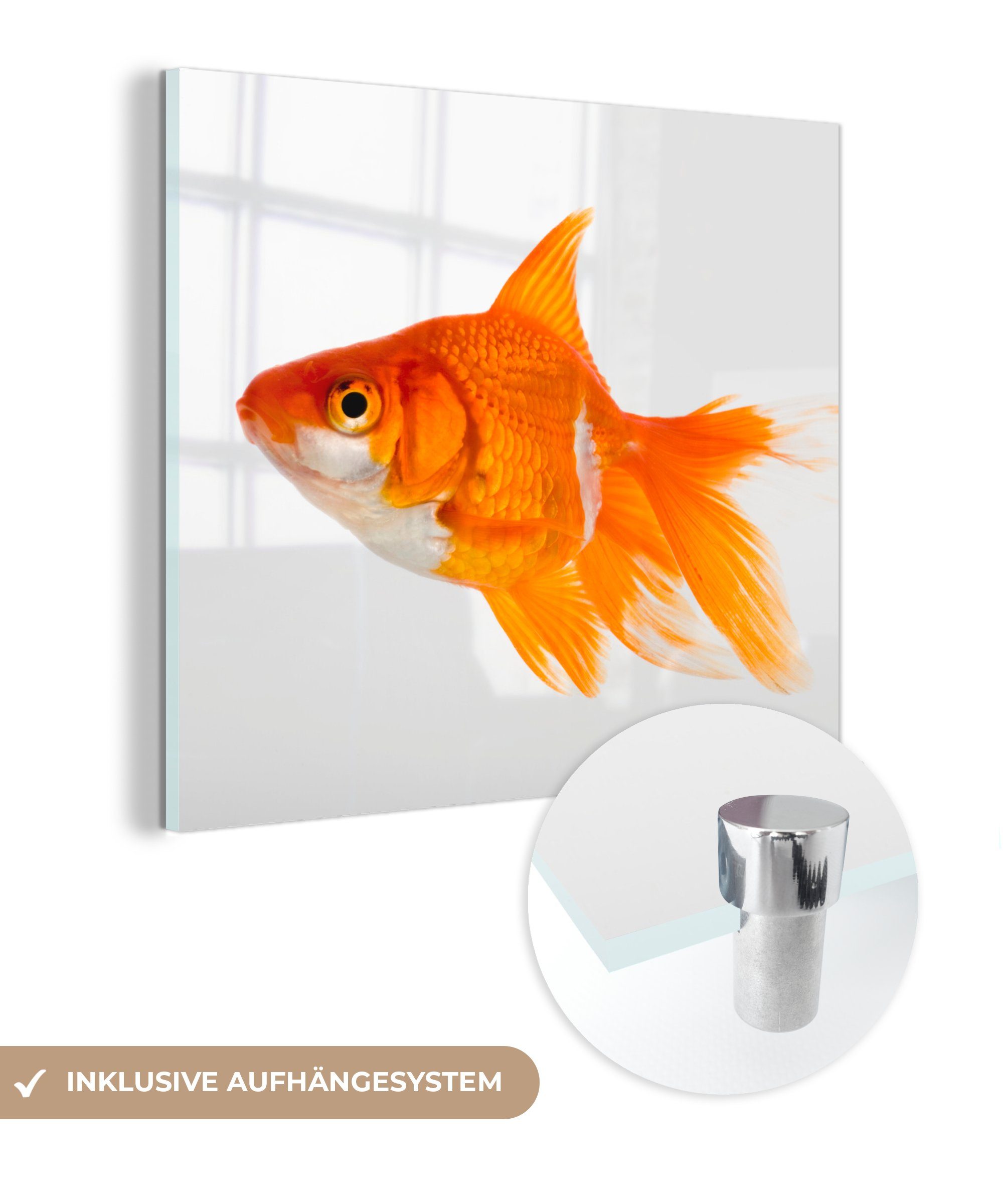 MuchoWow Acrylglasbild Goldfisch - Fisch - Weiß, (1 St), Glasbilder - Bilder auf Glas Wandbild - Foto auf Glas - Wanddekoration