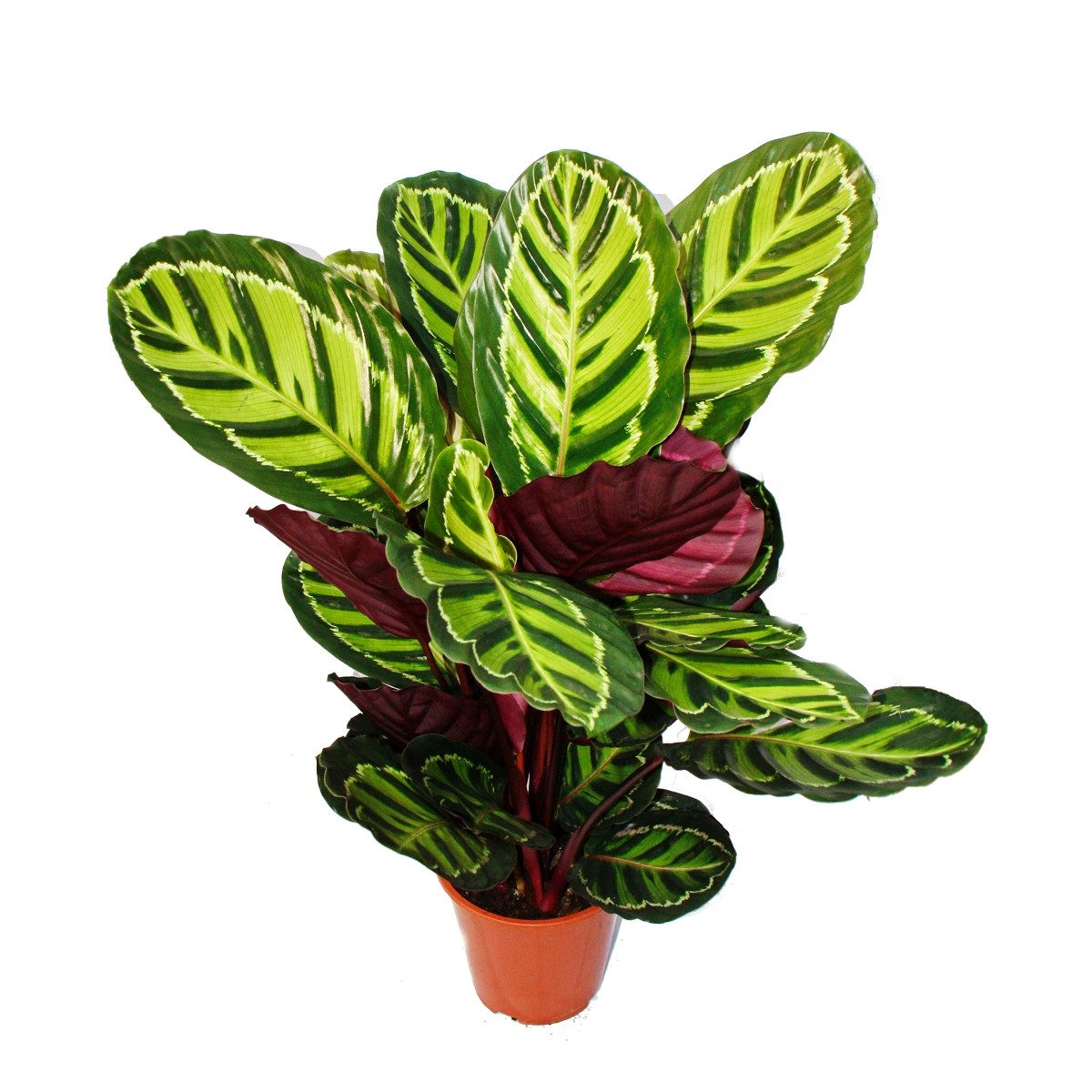 Exotenherz Zimmerpflanze XXL-Schattenpflanze Calathea roseapicta 19cm Topf günstig online kaufen