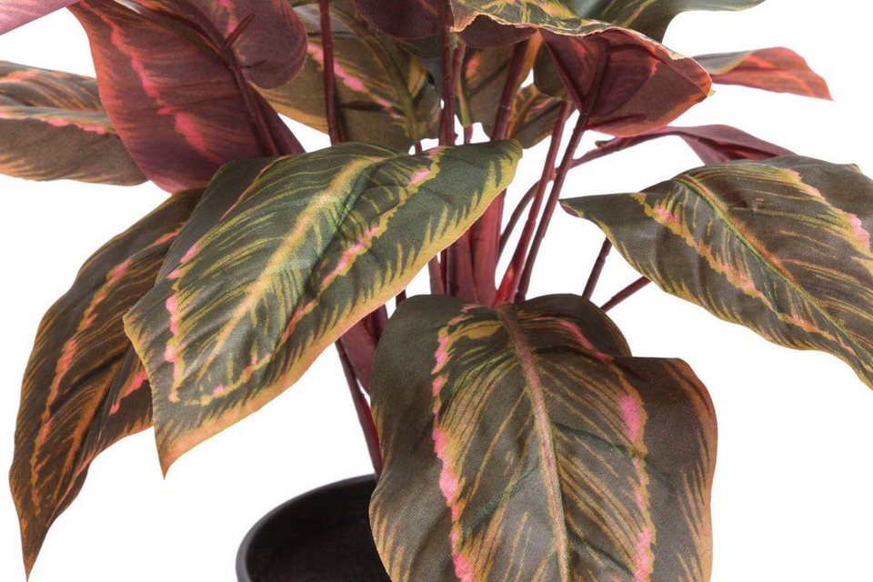 Künstliche Zimmerpflanze Calathea Calathea, Botanic-Haus, Höhe 43 cm