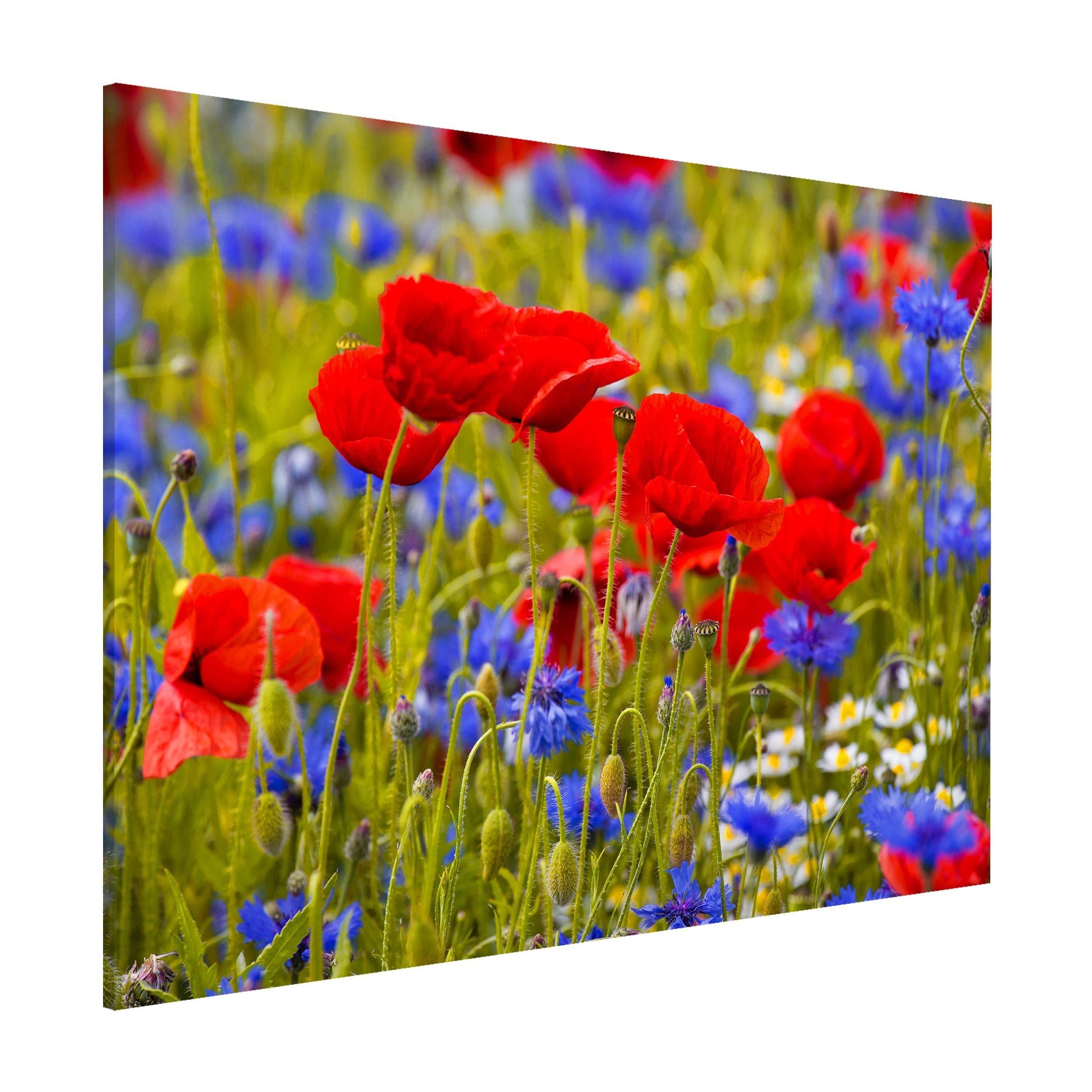 Bilderdepot24 Magnettafel Küche rot Sommerwiese mit Mohn und Kornblumen, (1-tlg., Magnetboard Pinnwand für die Wand - metallische Tafel für Magnete), Magnetwand groß mit Motiv Büro Memoboard magnetisch