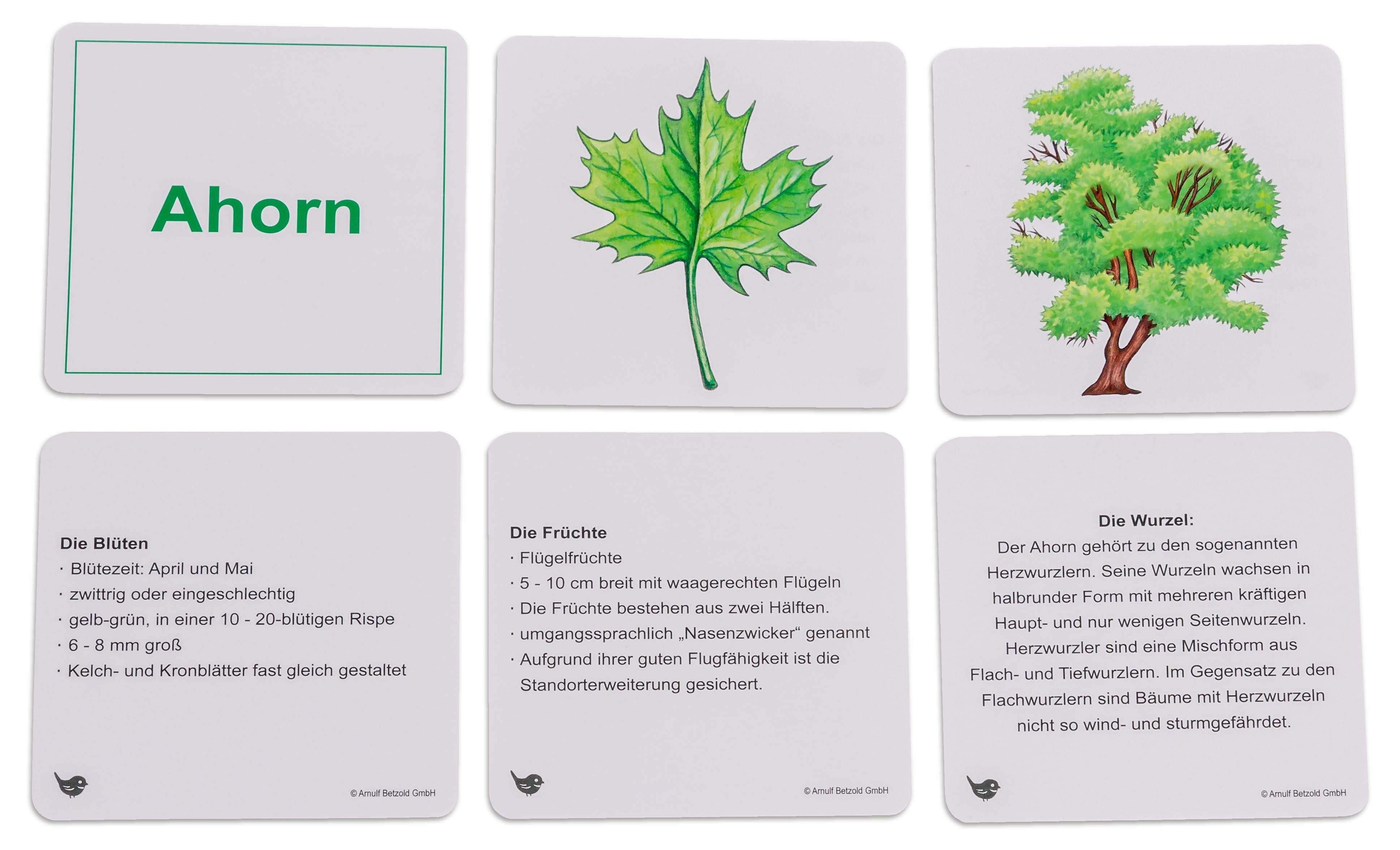Betzold Karteikarten Willst du's wissen? Bäume