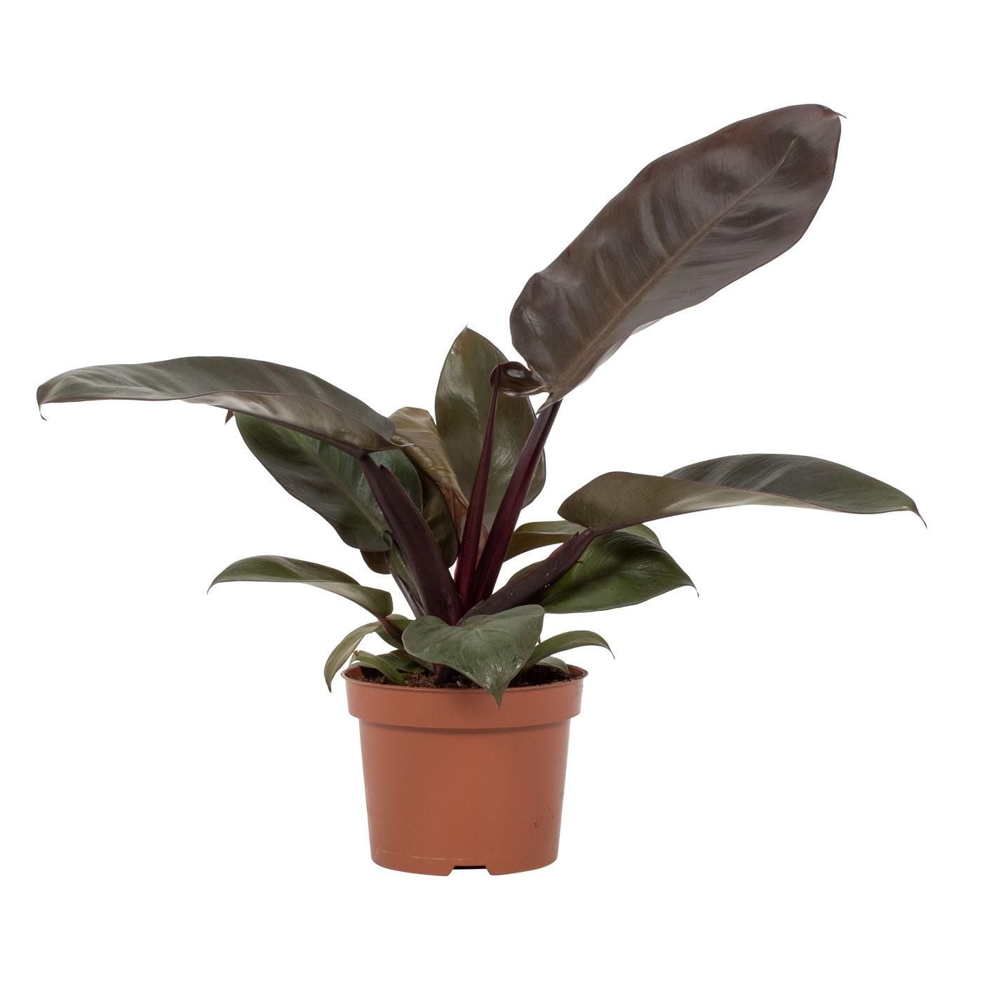 meinvipshop Zimmerpflanze Philodendron Black Cardinal 30cm Zimmerpflanze