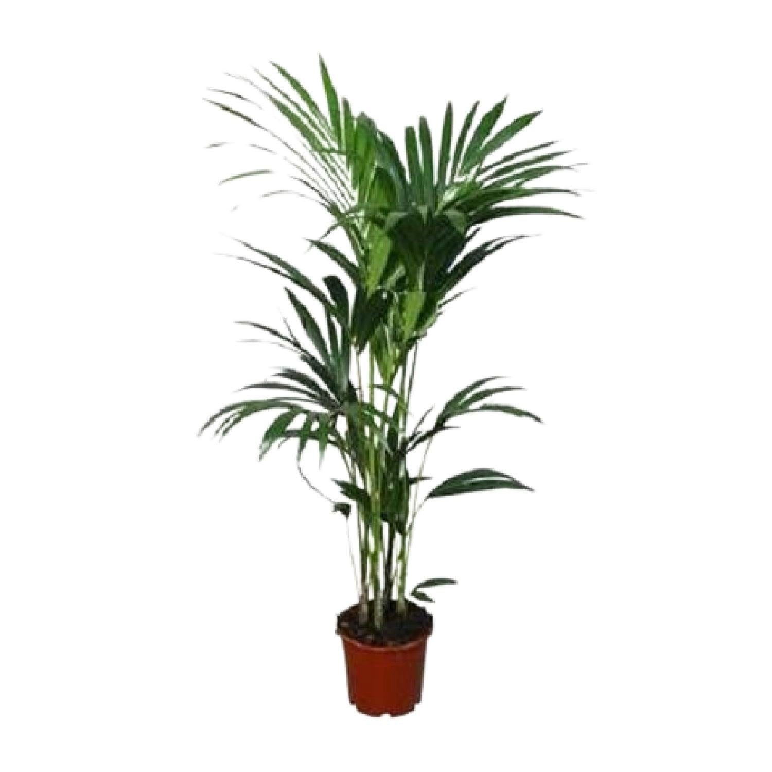 Florora Zimmerpflanze Howea Forsteriana – Kentia-Palme – 120 cm – Topf 24 cm