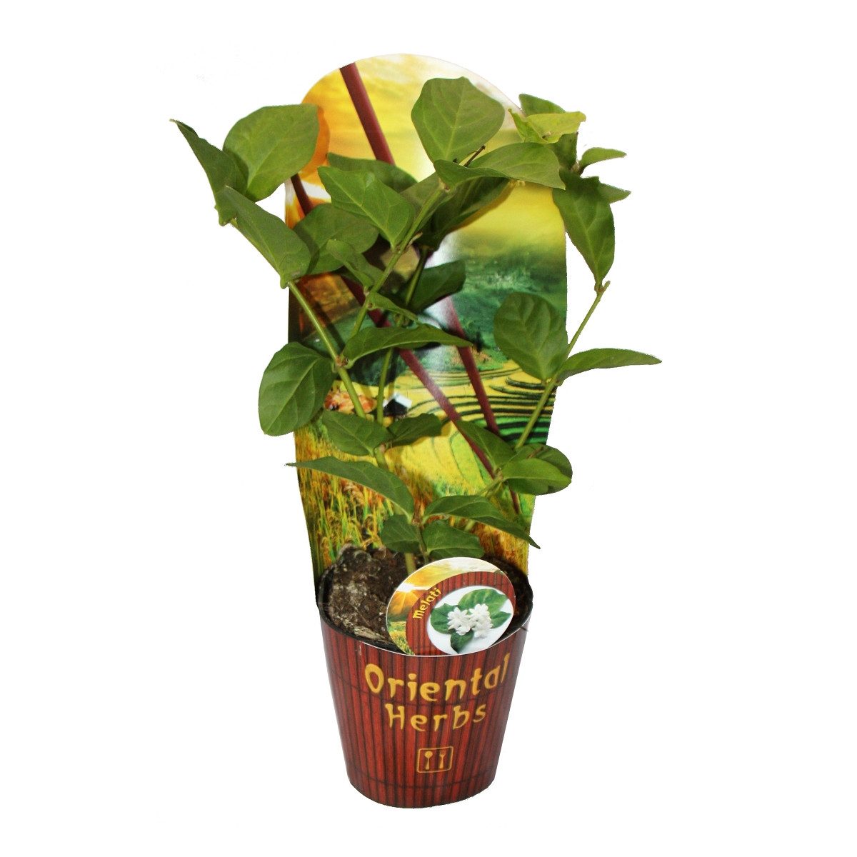 Exotenherz Gewürzkraut Arabischer Jasmin Jasminum sambac 12cm Topf günstig online kaufen