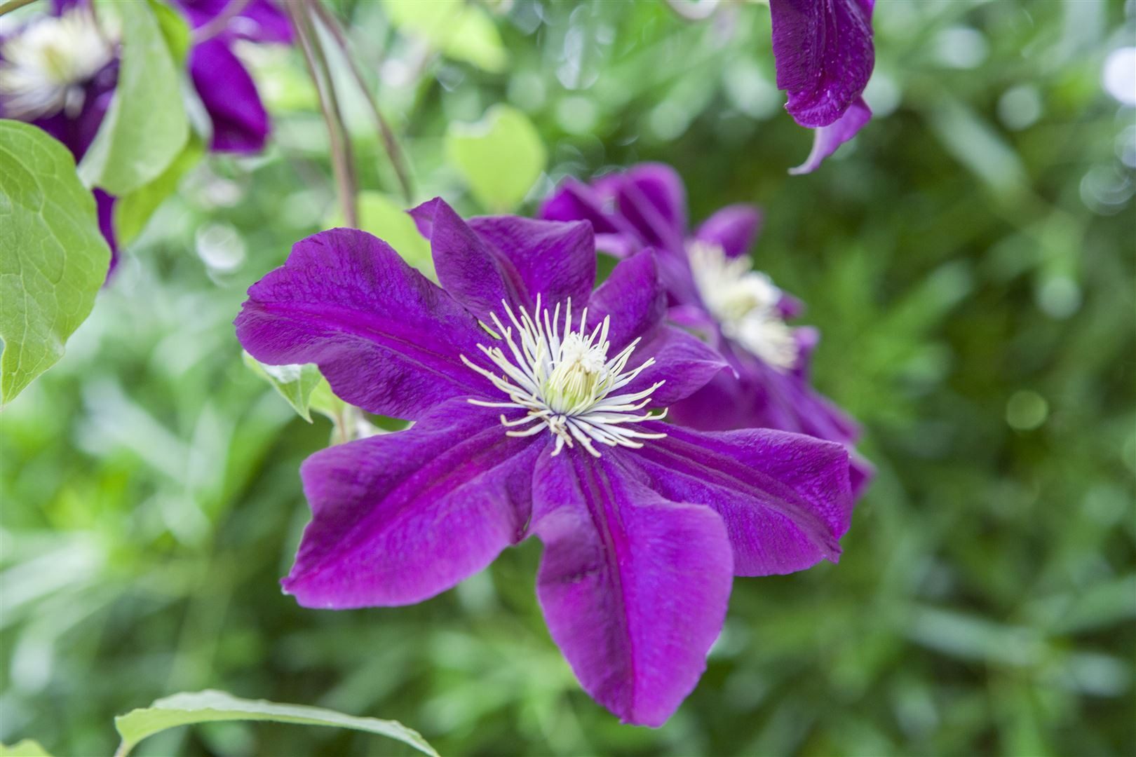 Thumbnail - Pflanzen für Dich Kletterpflanze Clematis Hybride Warszawska Nike, 1 St., Clematis, Waldrebe, tiefviolett, langblühend