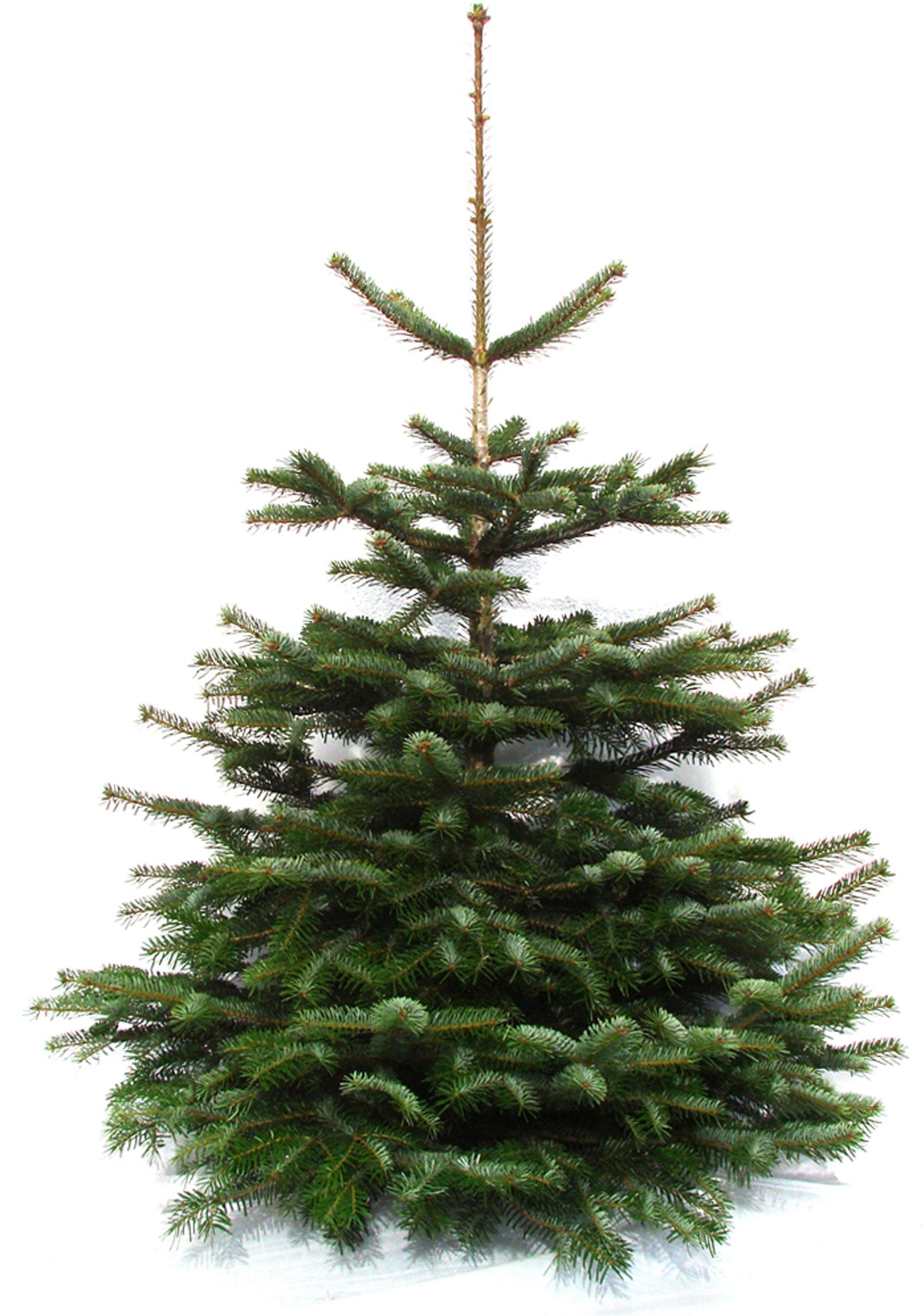 Weihnachtsbaumland Echter Weihnachtsbaum Nordmanntanne, Premium