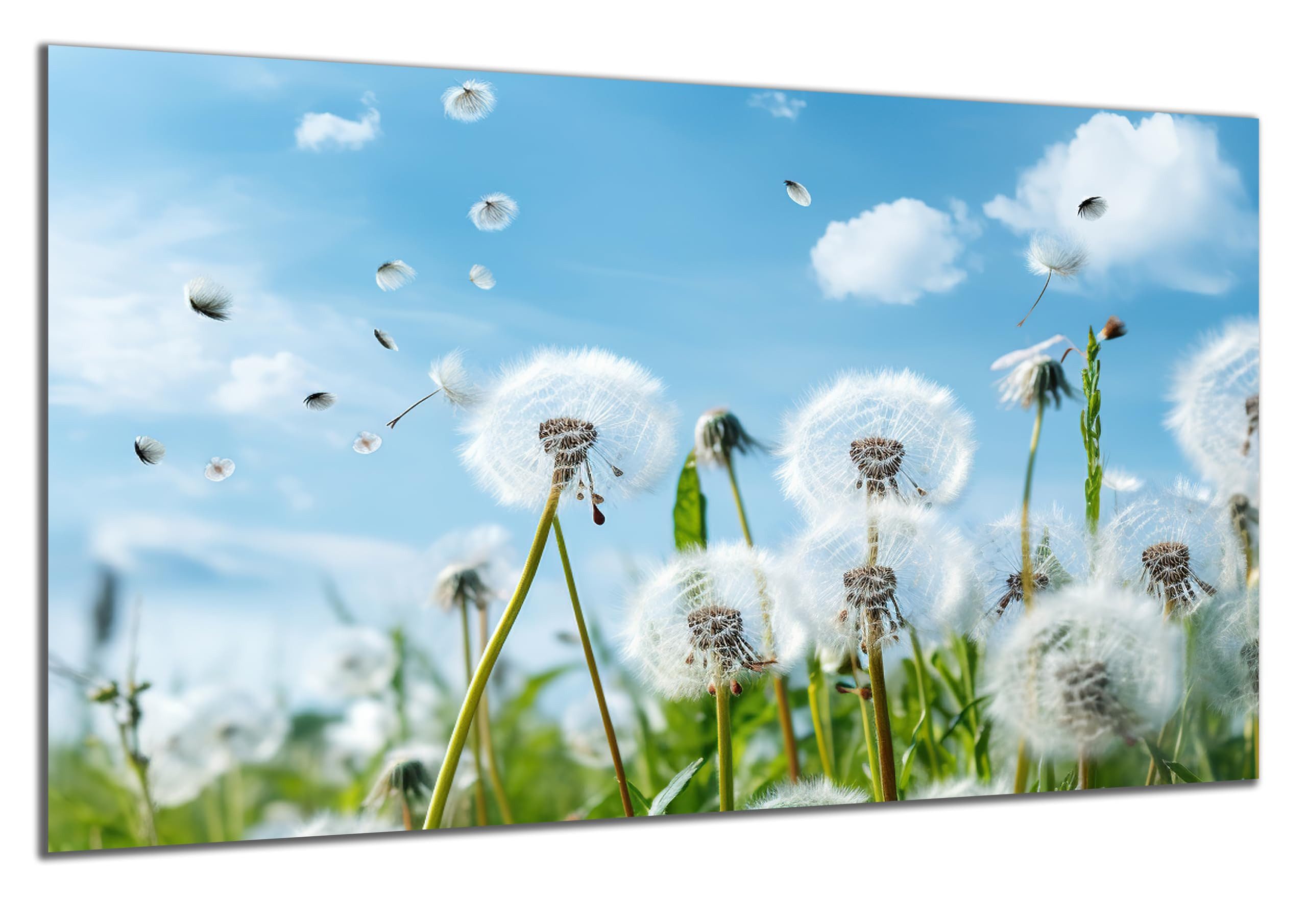 DARO Design Wandbild Blumenwiese Wandbilder Wand Deko Bilder Geschenk Leinwandbild, (Blumenwiese Löwenzahn Pusteblume - Bild groß Wohnzimmer Schlafzimmer Büro Flur Esszimmer Einteilig Querformat Fotodruck Blumenwiese), 84x56 cm
