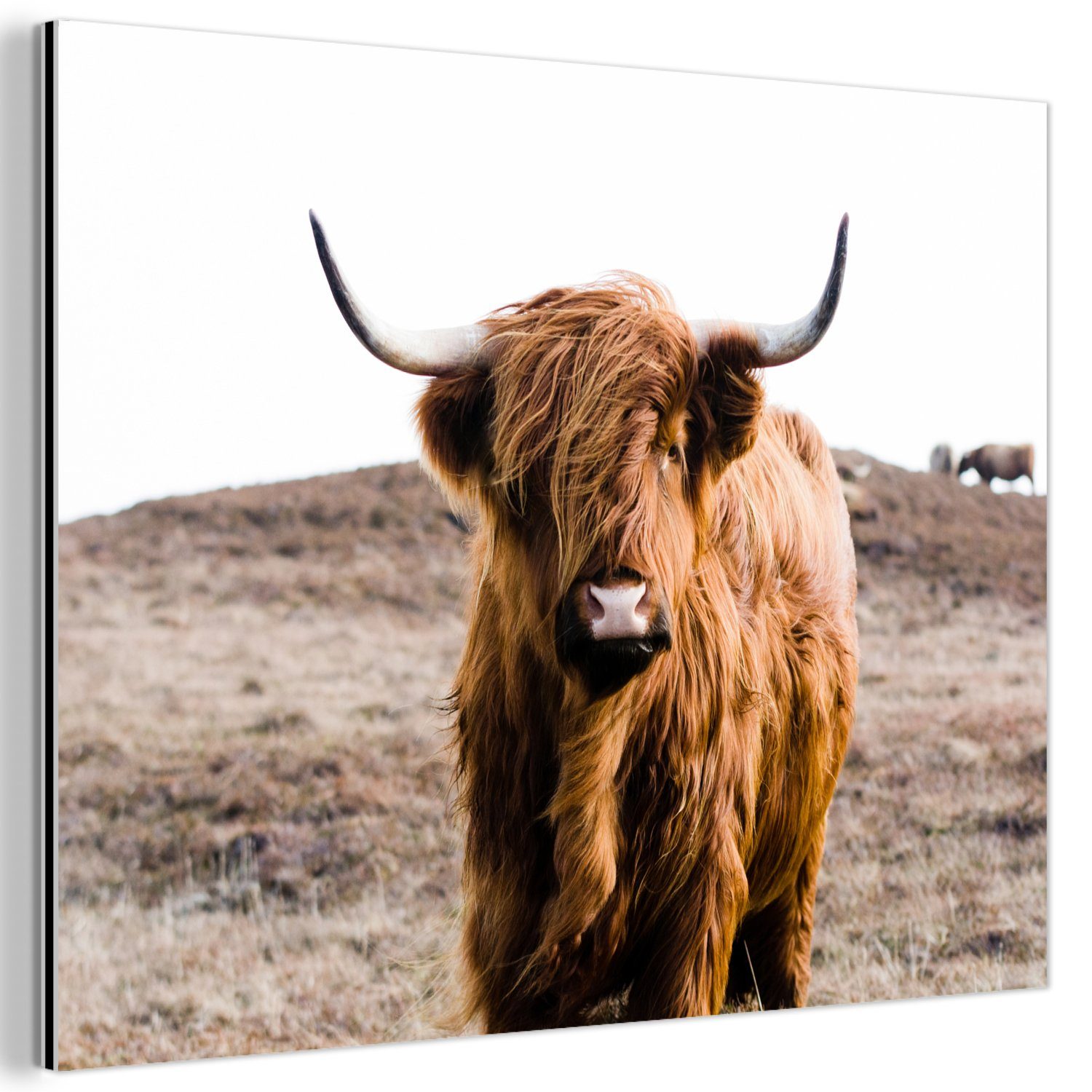 MuchoWow Metallbild Schottische Highlander - Landschaft günstig online kaufen