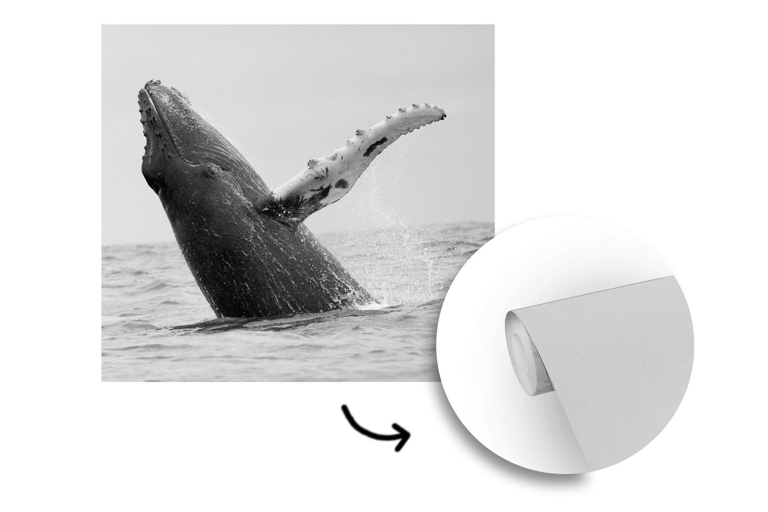 (5 Buckelwal im Tapete Meer schwarz-weiß, in für MuchoWow Vinyl bei Wandtapete oder Fototapete St), Costa Schlafzimmer, Wohnzimmer bedruckt, Matt, Rica
