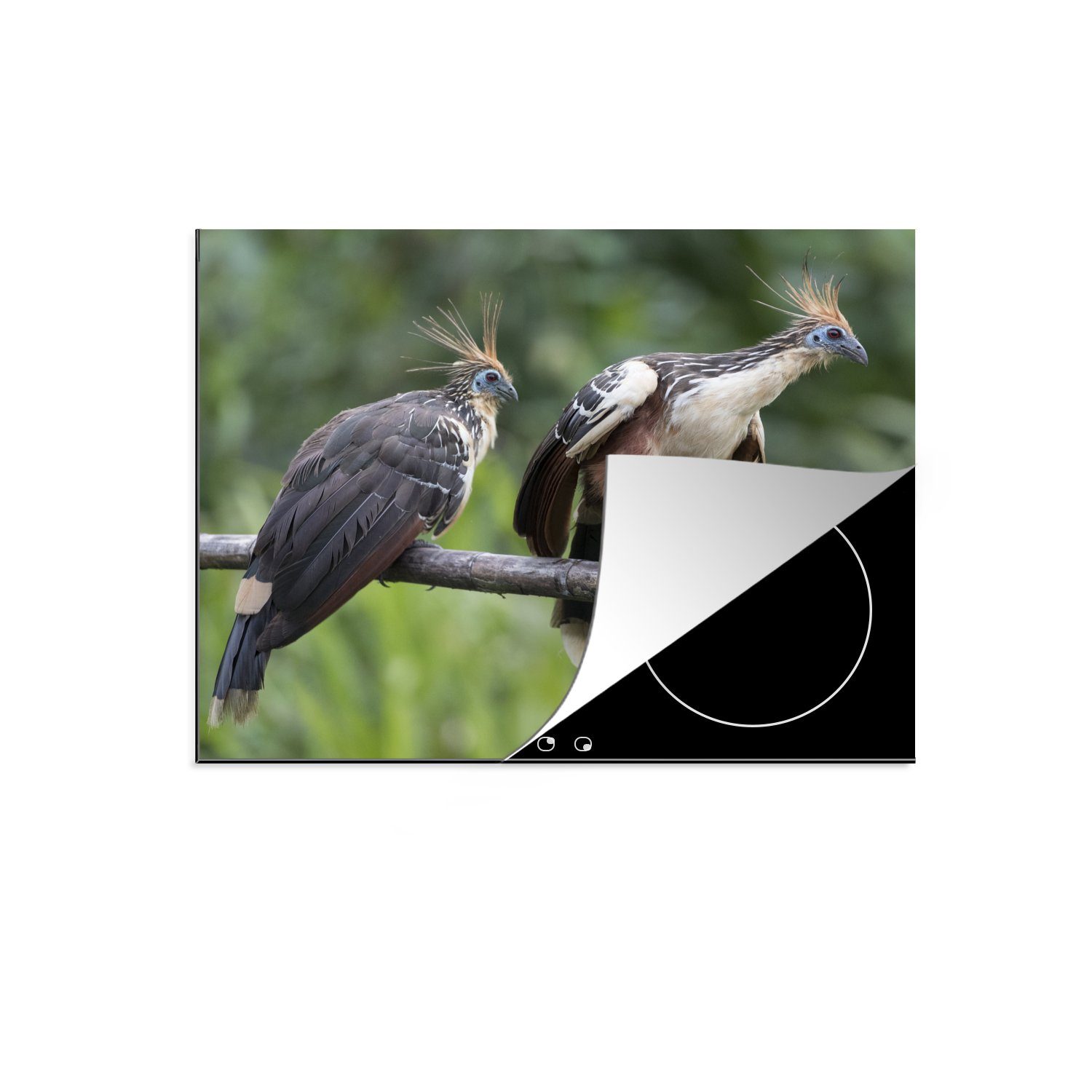 MuchoWow Herdblende-/Abdeckplatte Zwei Hoatzin-Vögel auf einem Ast im Dschungel, Vinyl, (1 tlg), 71x52 cm, Induktionskochfeld Schutz für die küche, Ceranfeldabdeckung