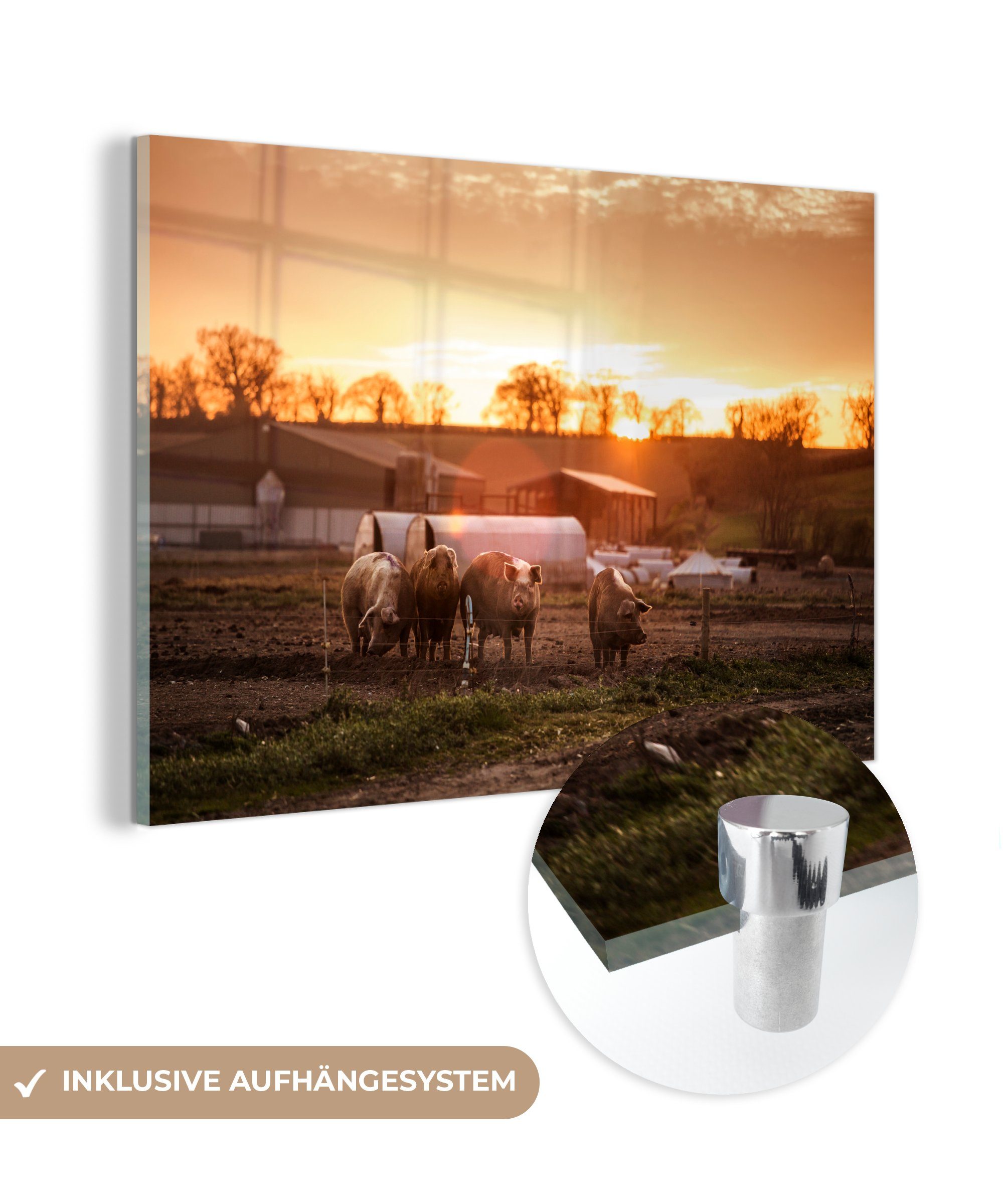(1 MuchoWow - Schlafzimmer Acrylglasbild Sonne Bauernhof & - Schwein, Acrylglasbilder St), Wohnzimmer