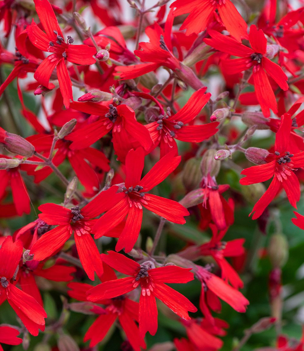 BALDUR Garten Staude Silene 'Burning Hearts', 1 St., Leimkraut,winterhart, leuchtende Blüten, kompakt, aufrecht – Bild 3 von 3