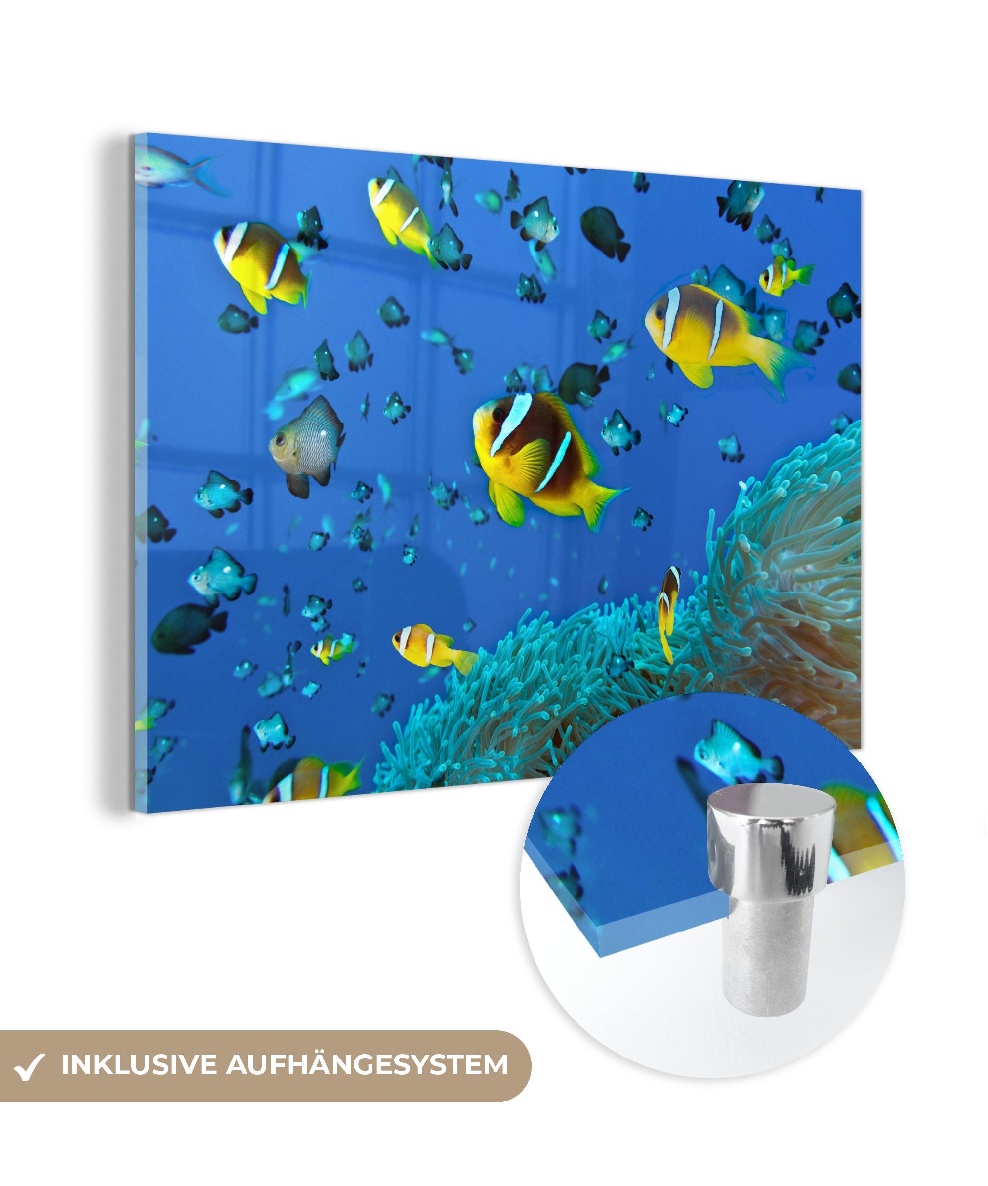 Schlafzimmer Wohnzimmer Acrylglasbilder & Korallen Fische Gruppe, - (1 St), Acrylglasbild MuchoWow -
