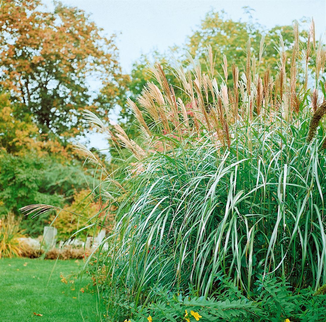 Pflanzen für Dich Gräser Miscanthus sin. 'Silberfeder', 1 St., Chinaschilf, Silberfeder-Chinaschilf, silbrig, herbstblühend