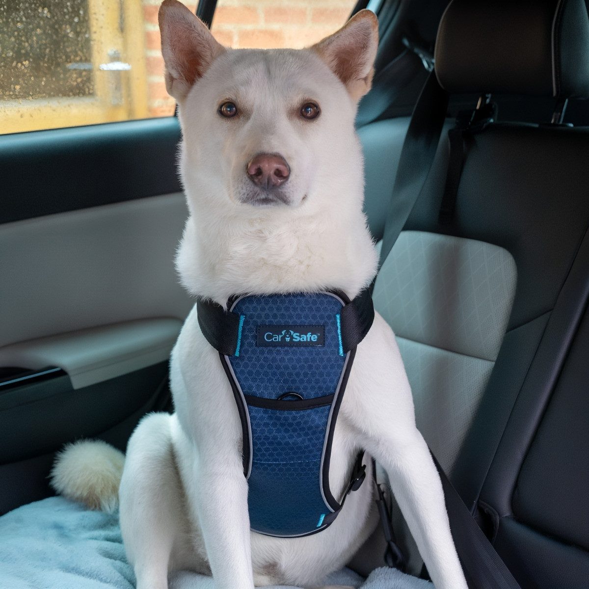 Company of Animals Hunde-Geschirr CarSafe Crash Tested Hundegeschirr blau