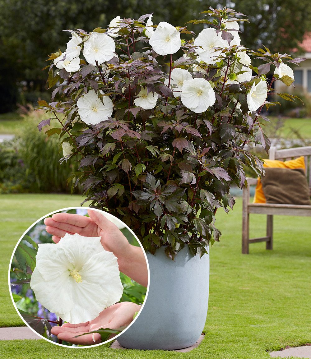 BALDUR Garten Staude Hibiskus 'Carousel Ghost®', 1 St., Blütenpracht, winterhart, mehrjährig, pflegeleicht