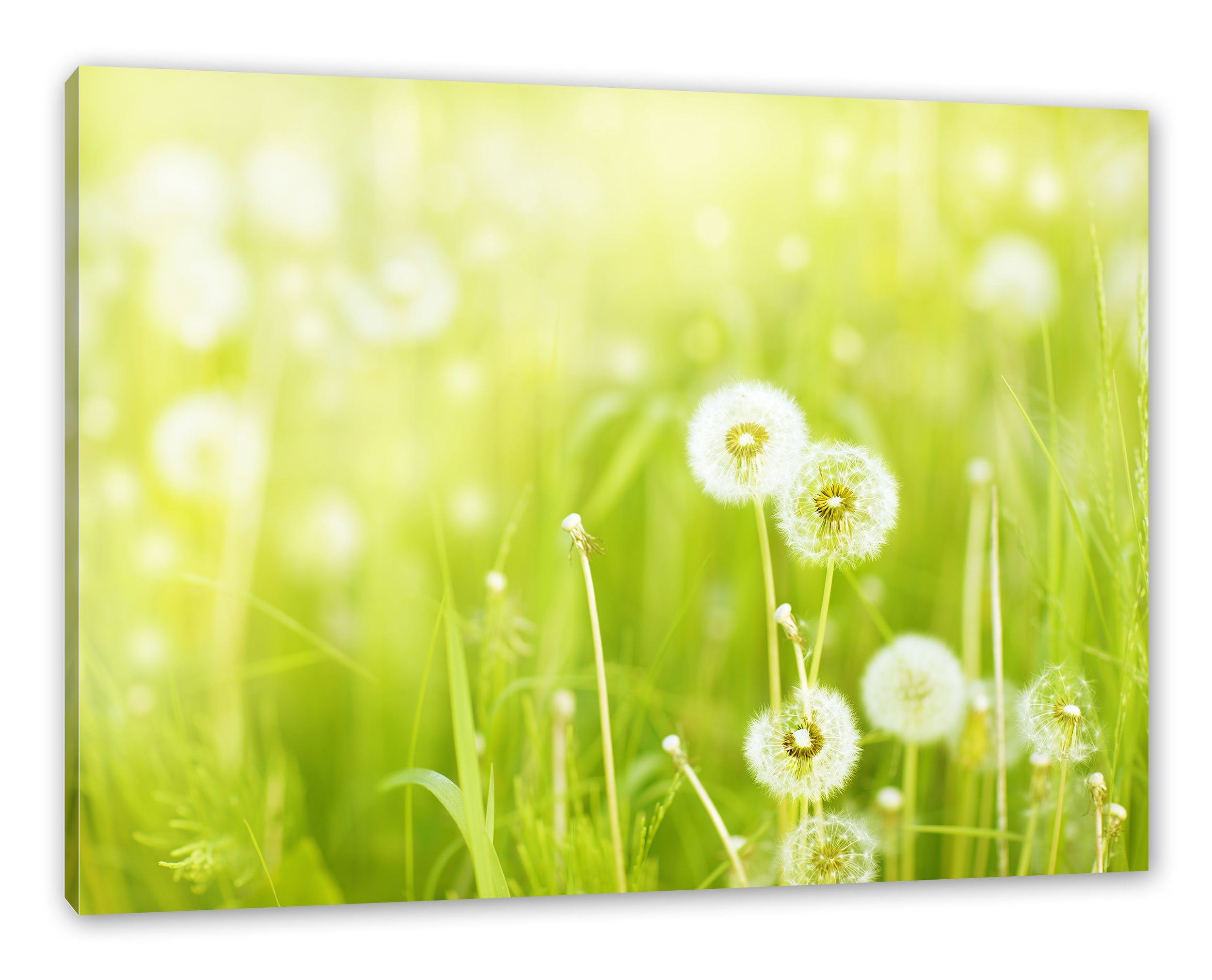 Pixxprint Leinwandbild Pusteblumen auf Frühlingswiese, Pusteblumen auf Frühlingswiese (1 St), Leinwandbild fertig bespannt, inkl. Zackenaufhänger