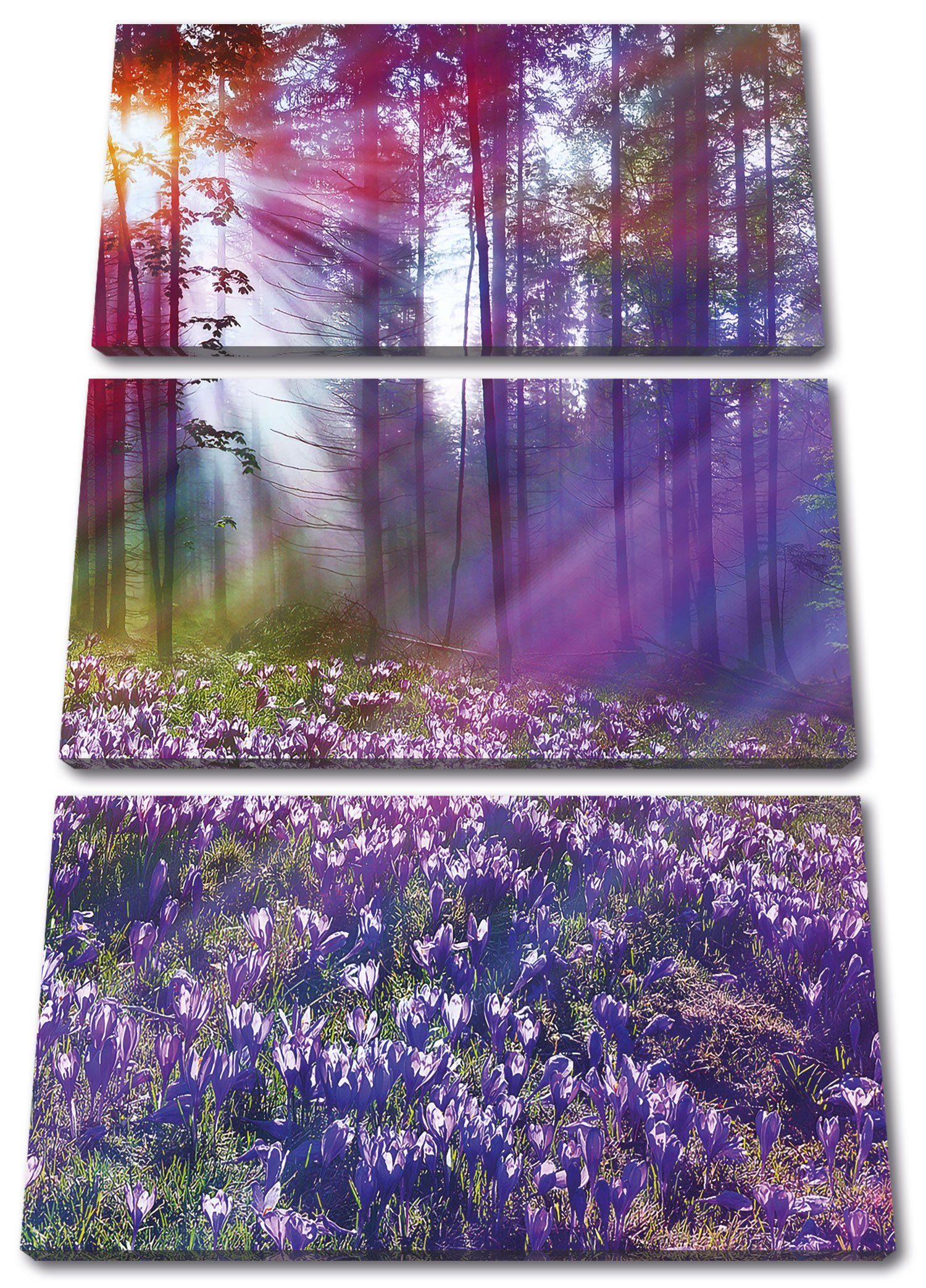 Leinwandbild Krokussfeld im Wald
