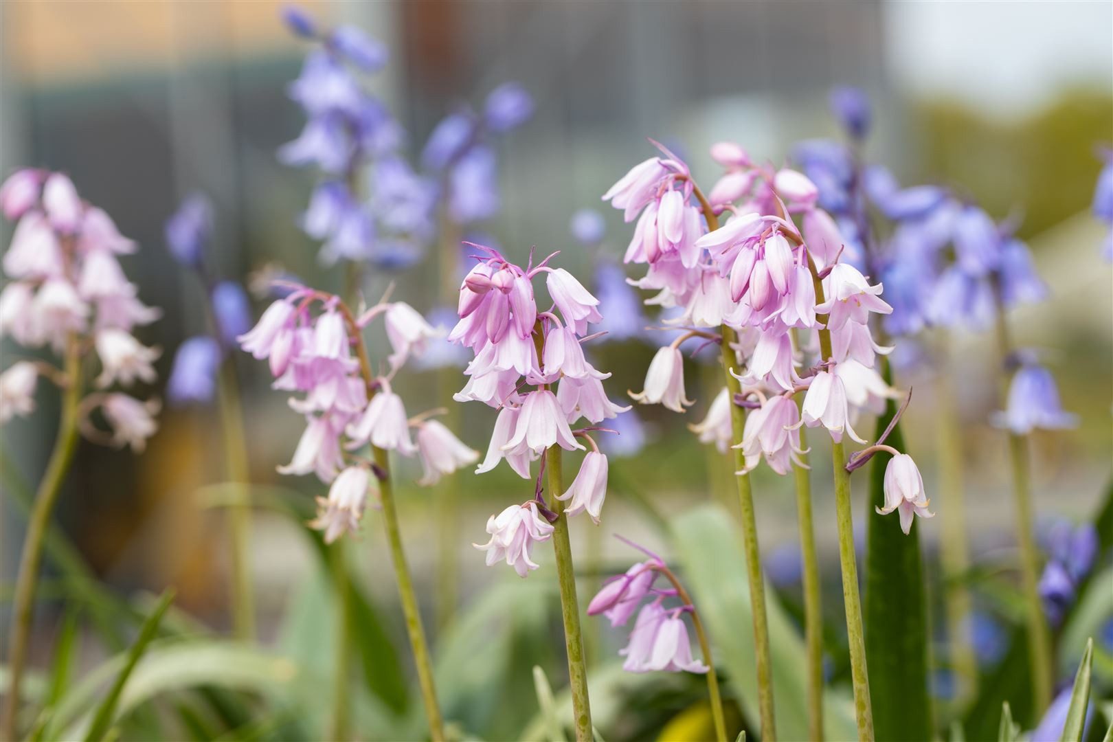 Pflanzen für Dich Staude Hyacinthoides hisp. Rose Queen, 1 St., Spanisches Hasenglöckchen, Spanische Hyazinthe