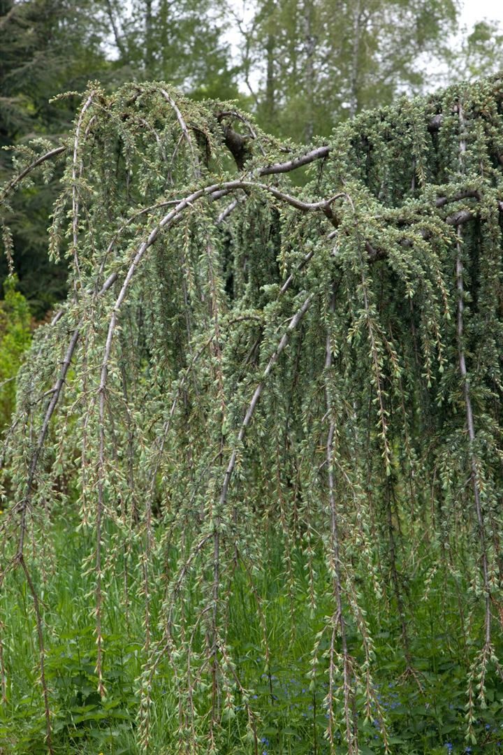 Pflanzen für Dich Konifere Cedrus libani Glauca Pendula, 1 St., Libanon-Zeder, Blaue Hängezeder, blaugrau, hängende Äste