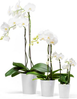 ECOPOTS Blumentopf Morinda Orchidee 11 Weiß, für den Innenbereich