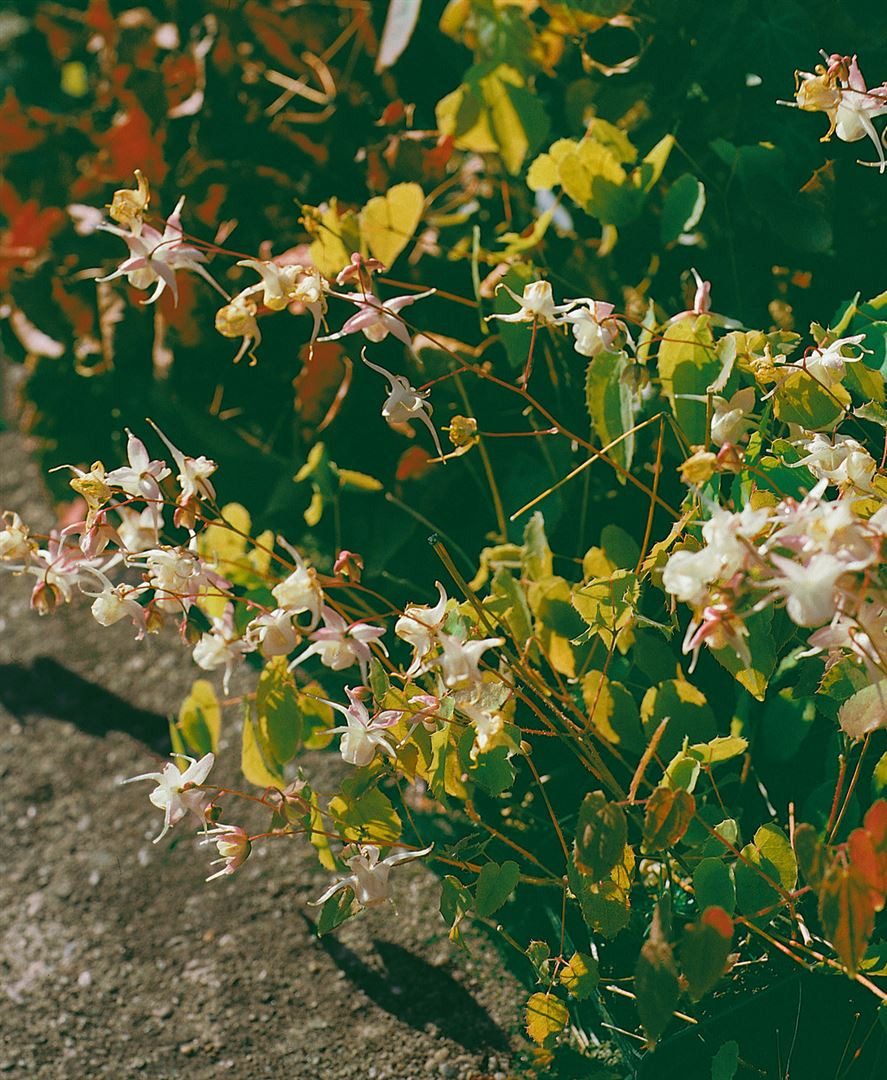 Pflanzen für Dich Staude Epimedium grand. weiß, 1 St., Elfenblume, Sockenblume