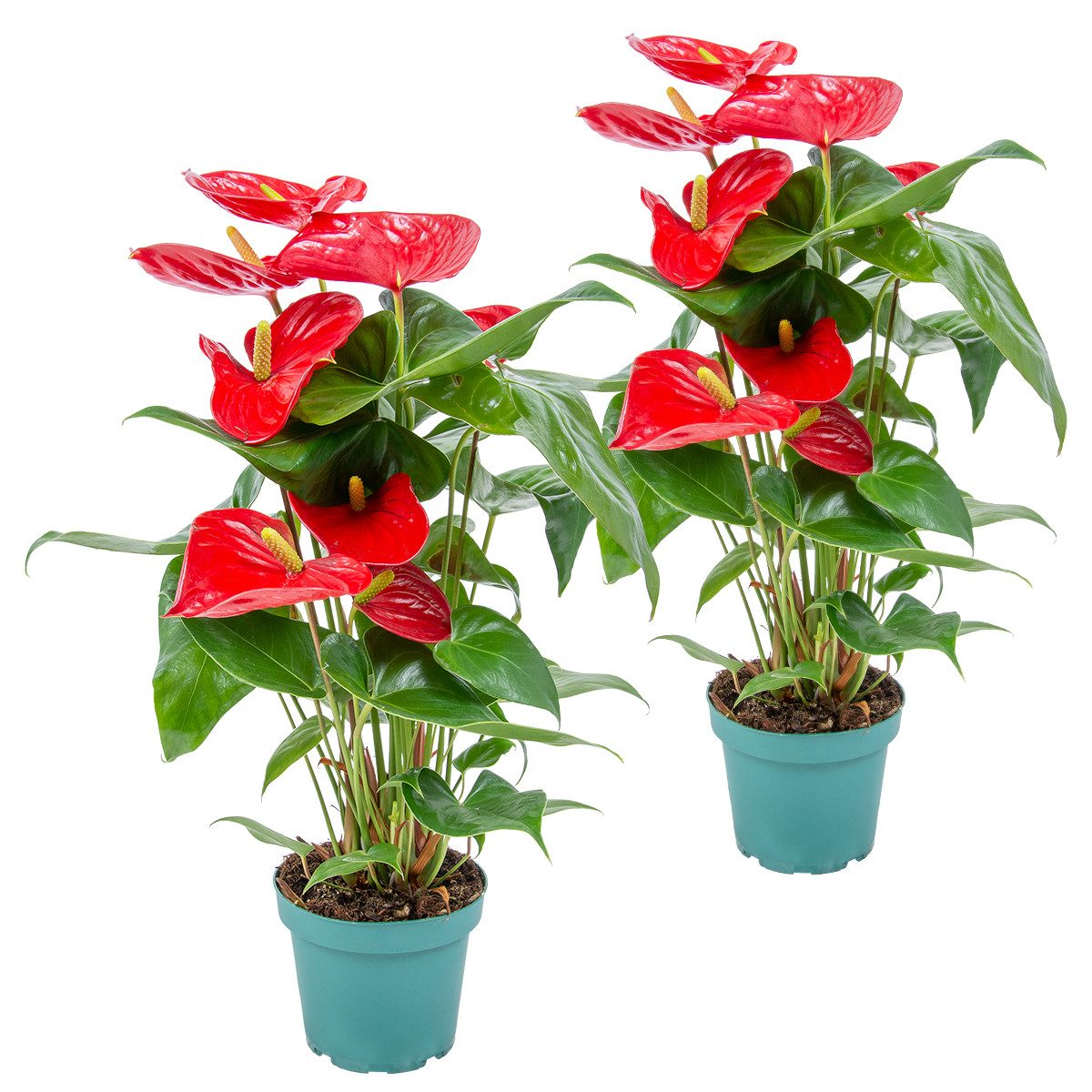 Bloomique Zimmerpflanze Bloomique - 2er Set - Anthurium Andreanum - Rot - Flamingoblume - Blüh, 2 St.