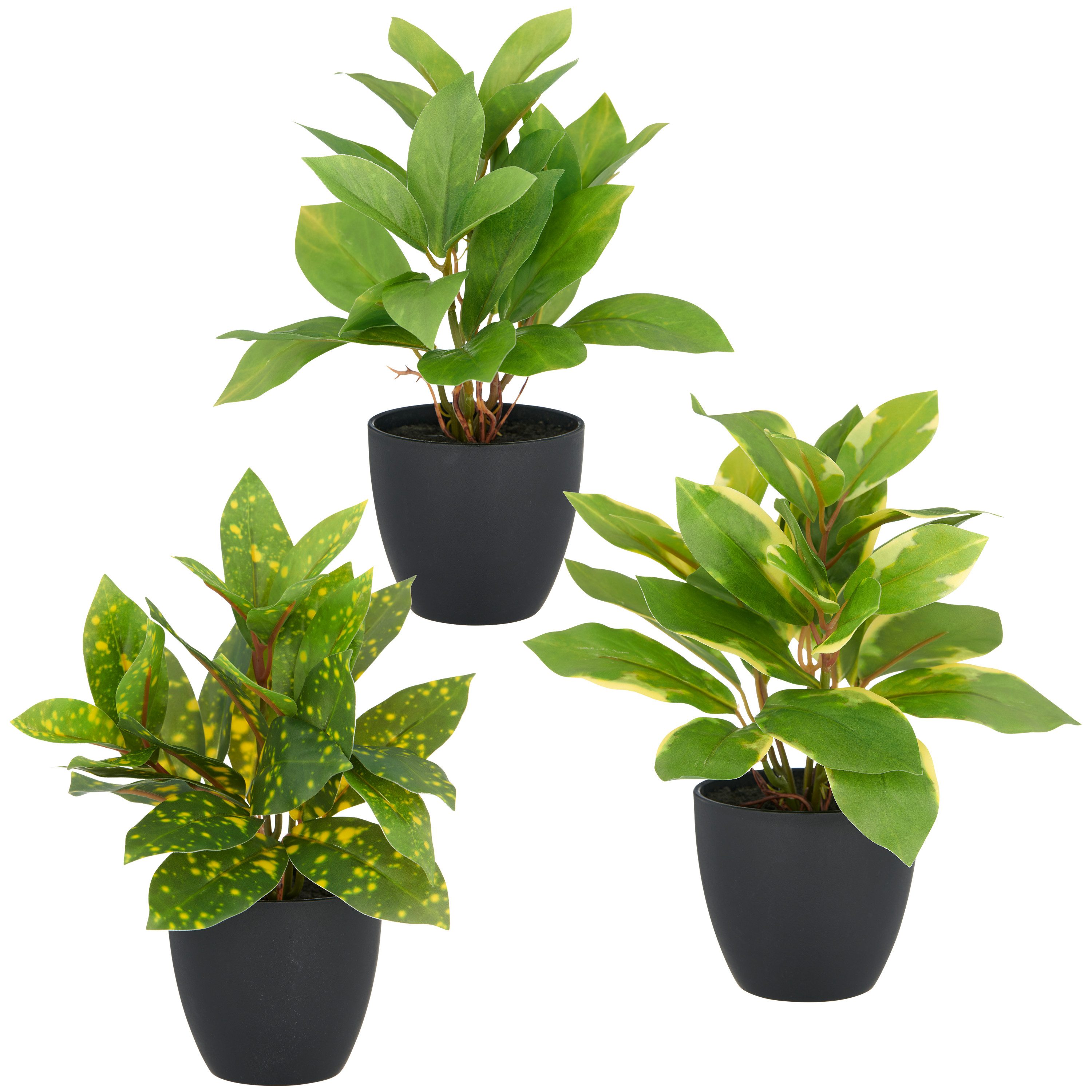 Kunstpflanze Acuba, Creativ green, Höhe 24 cm, mit schönem Blattwerk günstig online kaufen