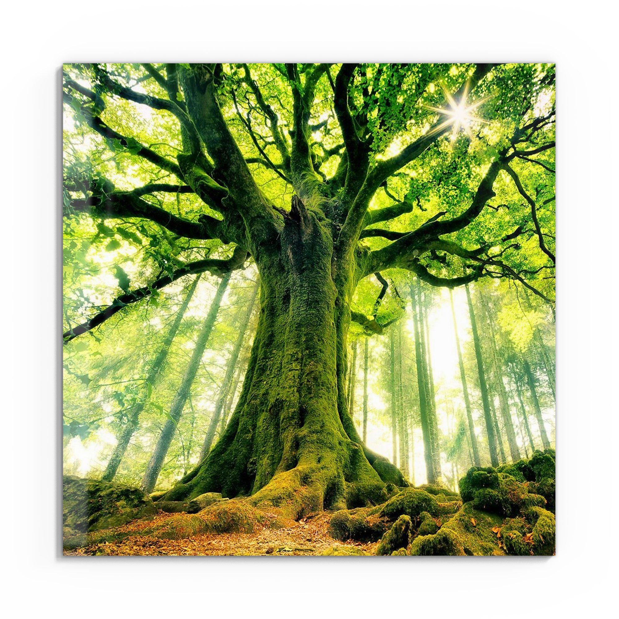 DEQORI Glasbild 'Eindrucksvoller Baum', 'Eindrucksvoller Baum', günstig online kaufen