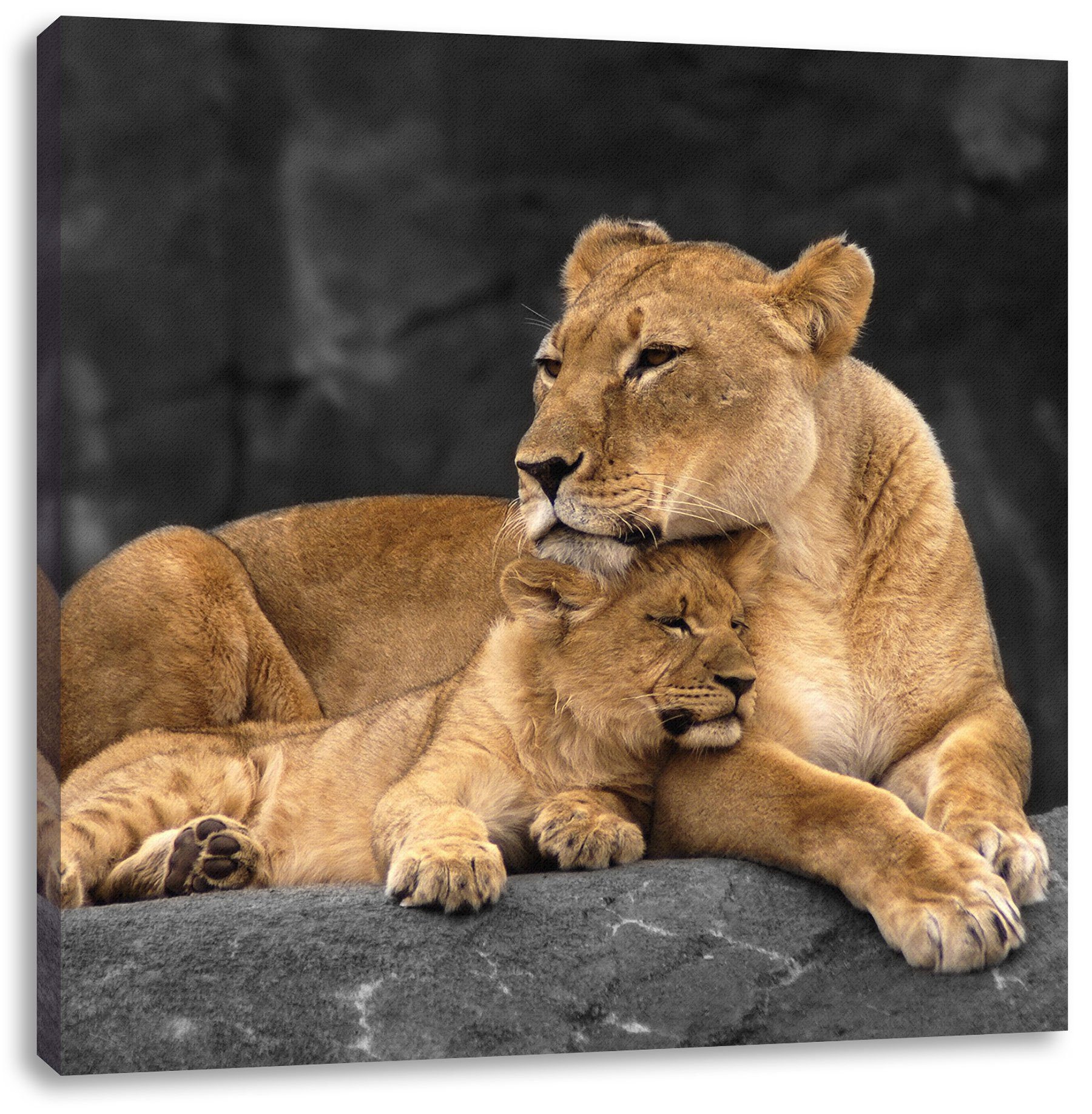 Pixxprint inkl. Löwenjungen, Zackenaufhänger Löwenjungen (1 bespannt, St), fertig Leinwandbild Löwe Löwe Leinwandbild