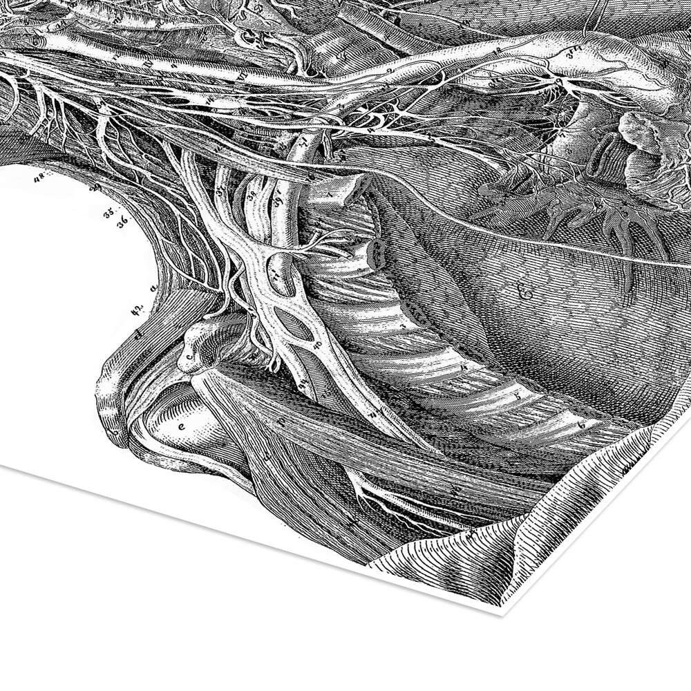 Posterlounge Wandbild Anatomie des Nervensystems im Herzen, Hals und Arm, Master Collection, erhältlich als Poster, Leinwandbild, Wandsticker oder Acrylglasbild
