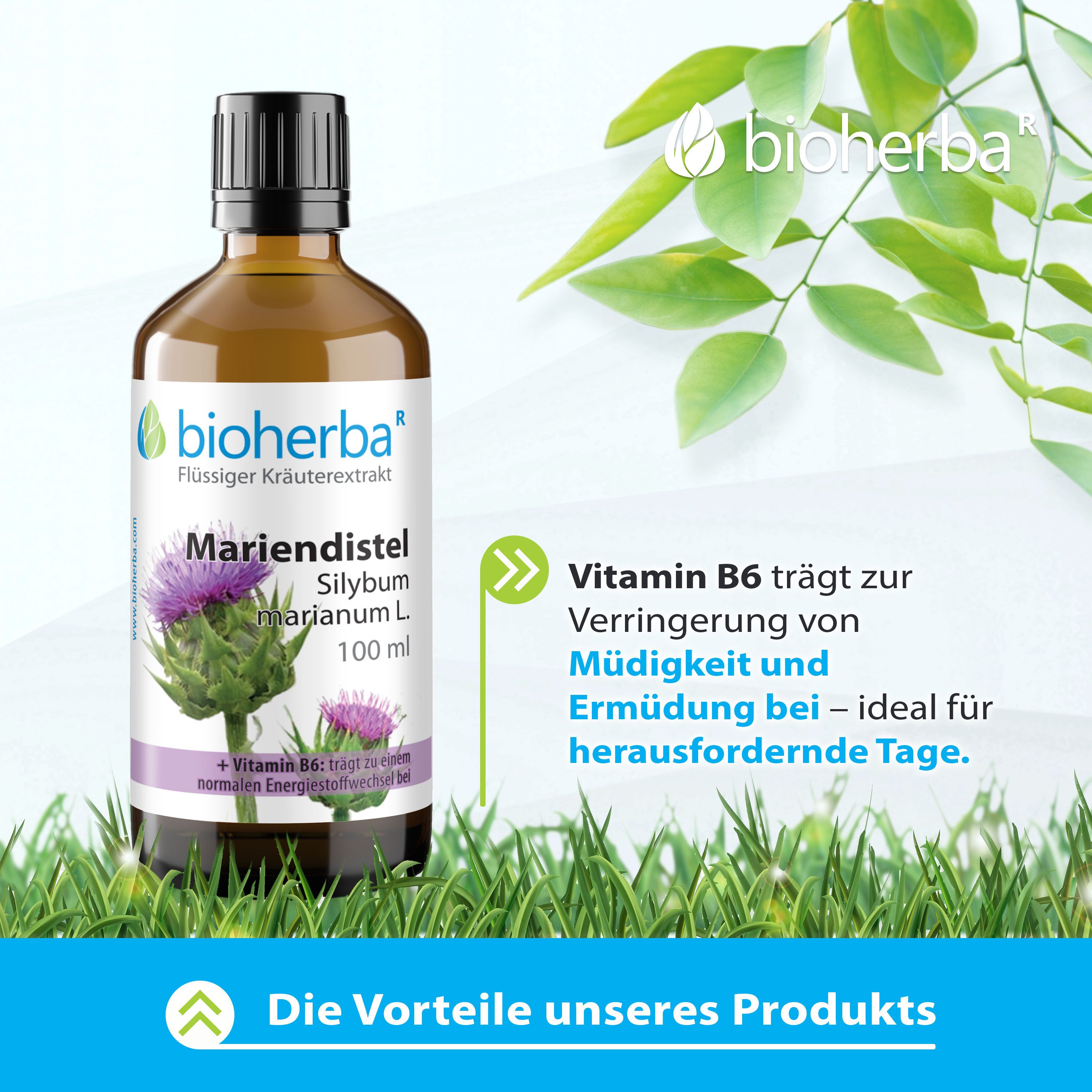 BIOHERBA R Bioherba Mariendistel Silybum marianum L. Tropfen Tinktur 100 ml Glasflasche, 1 er