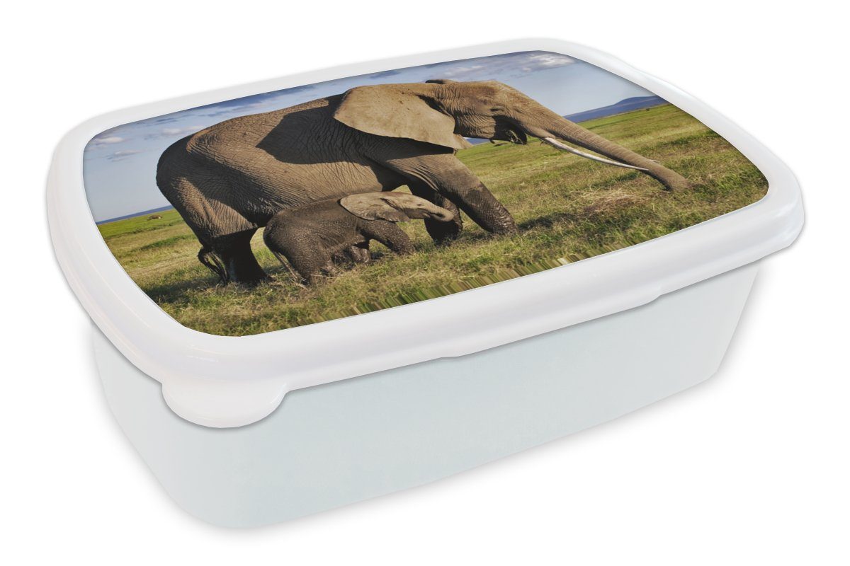 Brotbox und Grasland - für Tiere Brotdose, Erwachsene, Grün MuchoWow weiß Lunchbox (2-tlg), Grau, - Kinder und - Mädchen - Kunststoff, Elefant für Jungs