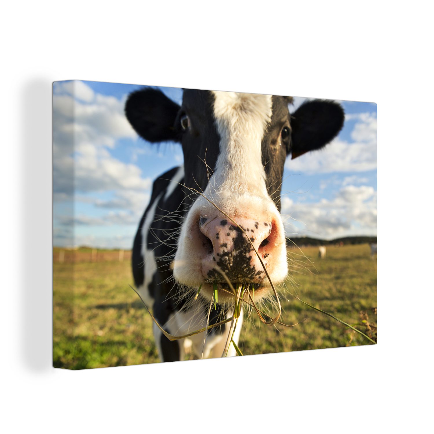 OneMillionCanvasses® Leinwandbild Kühe - Bauernhof - Gras, (1 St), Wandbild Leinwandbilder, Aufhängefertig, Wanddeko, 30x20 cm