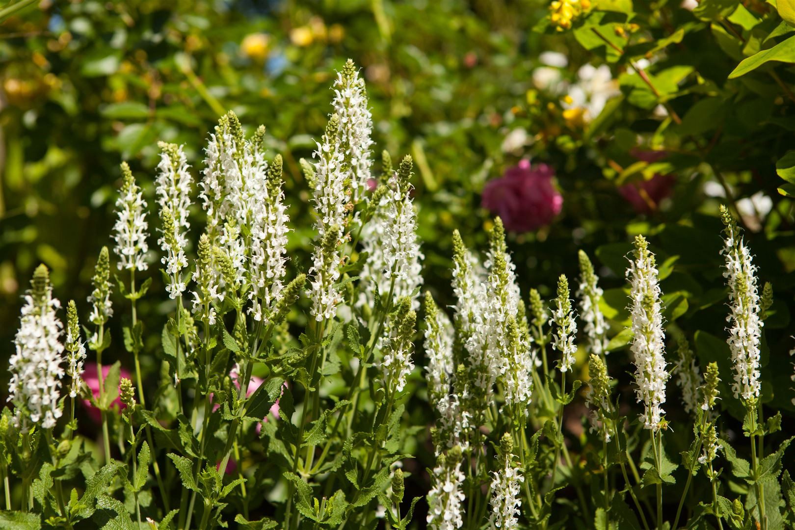 Pflanzen für Dich Staude Salvia nemorosa 'Schneehügel', 1 St., Steppen-Salbei, Wiesensalbei