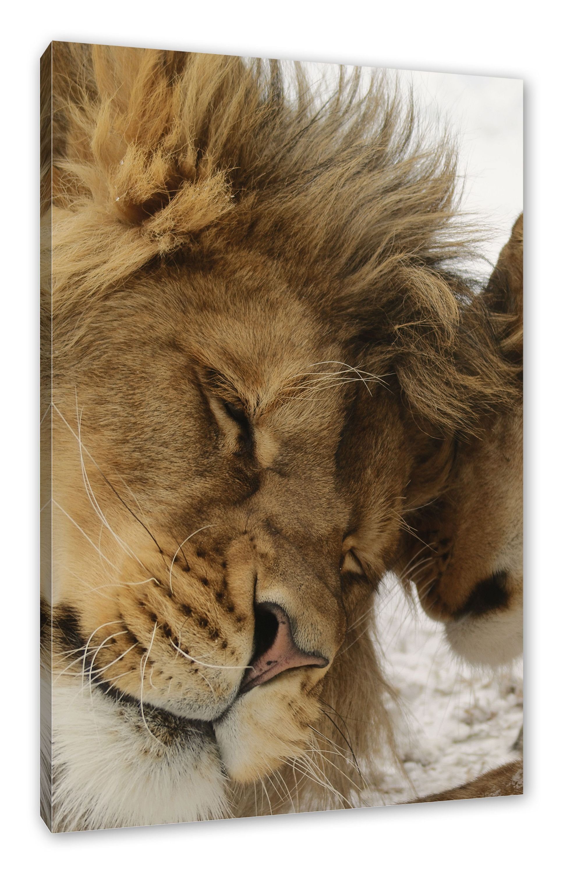 Pixxprint Leinwandbild Kuschelnde Löwen, Kuschelnde Löwen (1 St), Leinwandbild fertig bespannt, inkl. Zackenaufhänger | Leinwandbilder