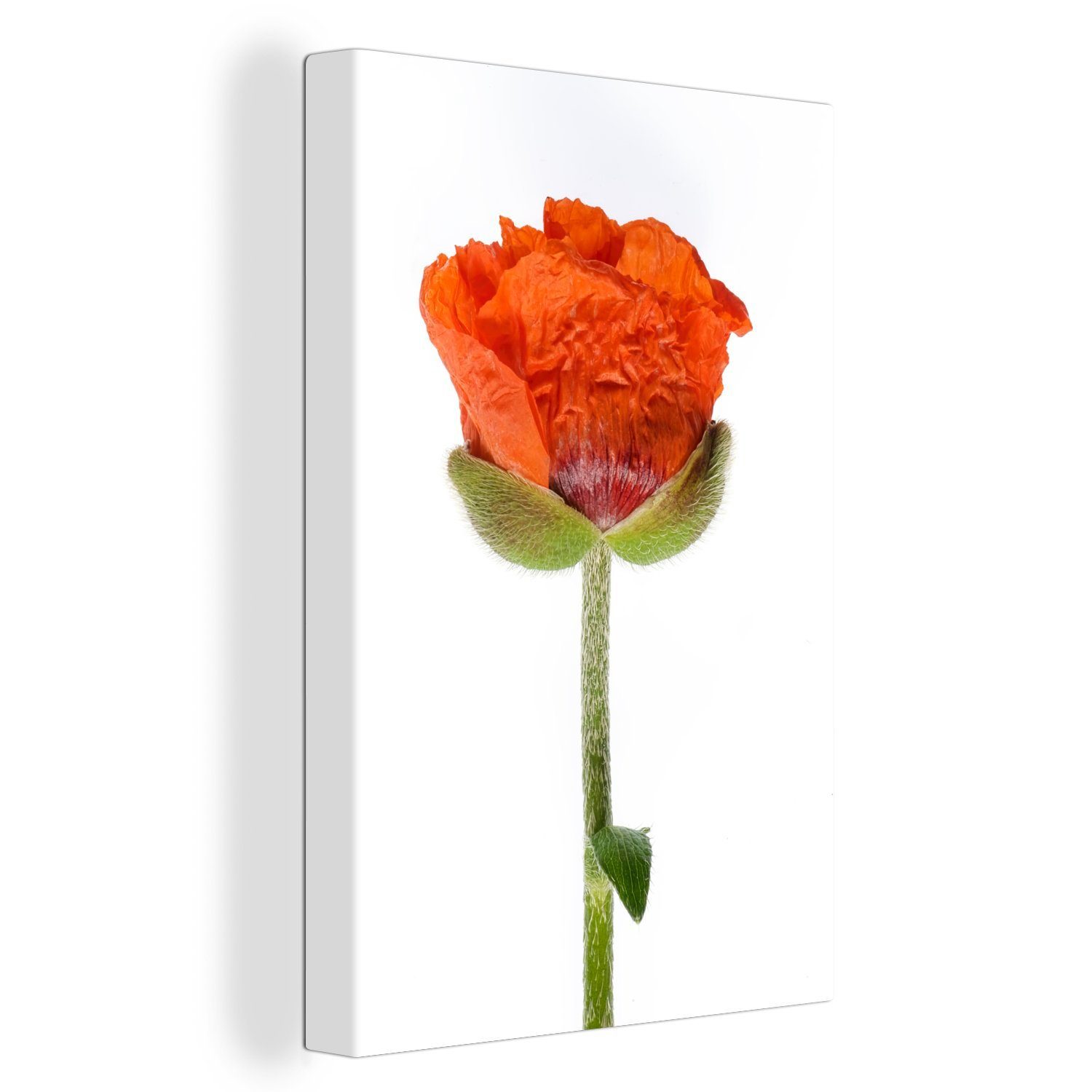 OneMillionCanvasses® Leinwandbild Oranger Mohn vor weißem Hintergrund, (1 St), Leinwandbild fertig bespannt inkl. Zackenaufhänger, Gemälde, 20x30 cm