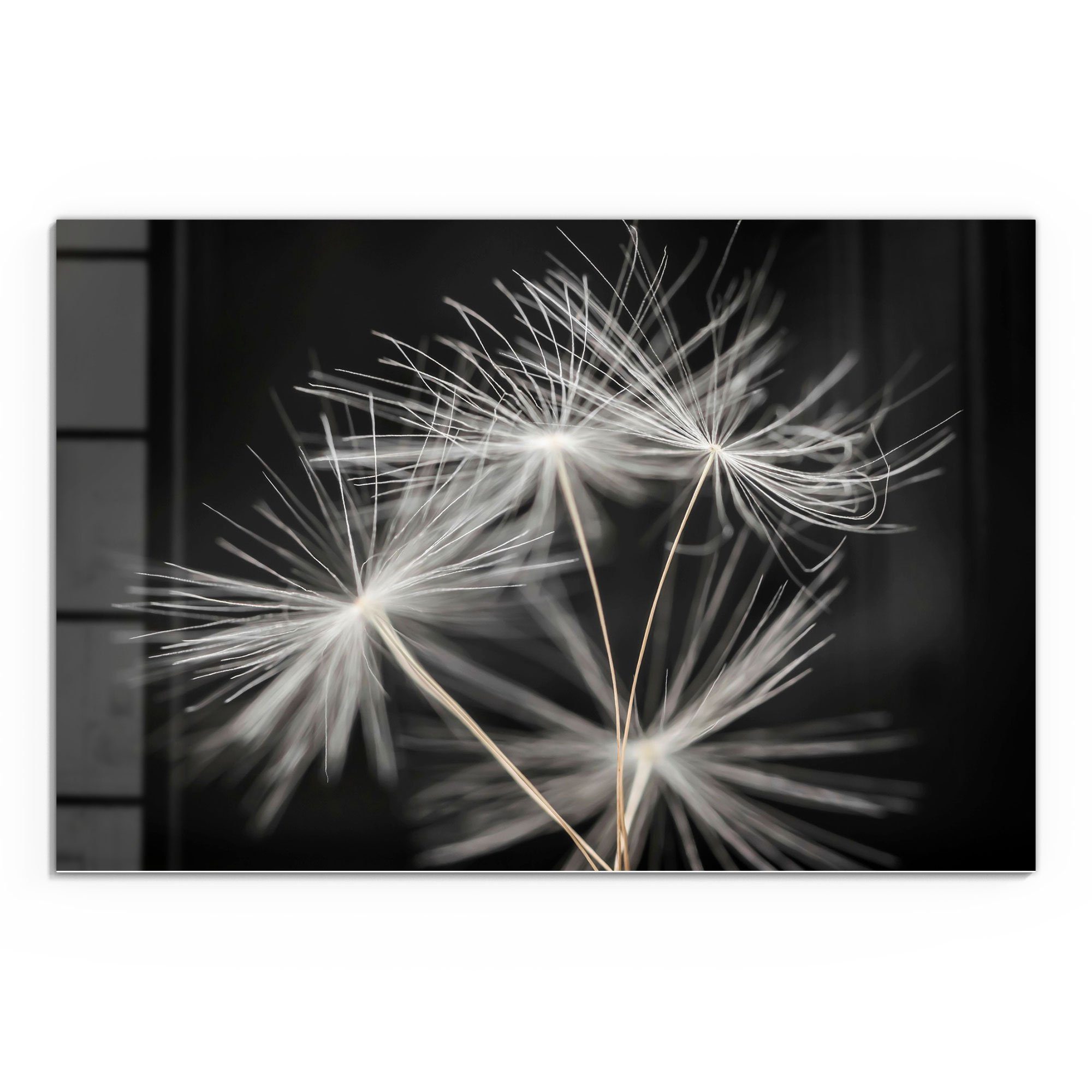 DEQORI Glasbild 'Samen der Pusteblume', 'Samen günstig online kaufen