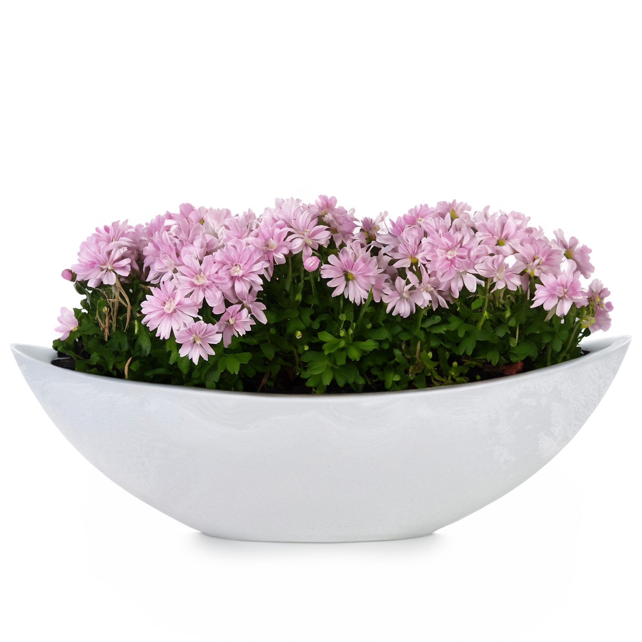 matches21 HOME & HOBBY Blumentopf Große Vintage Outdoor Pflanzschale oval 39 cm hell-grau (1 St), Längliche Deko-Schale als wetterfeste Garten-Deko Blumen-Schale