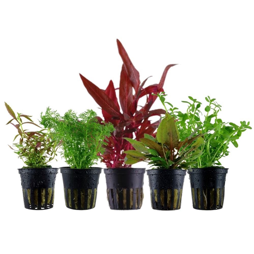 Aquaone Wasserpflanze Pflanzen Set mit 5 Mittelgrund Wasserpflanzen Nr.206
