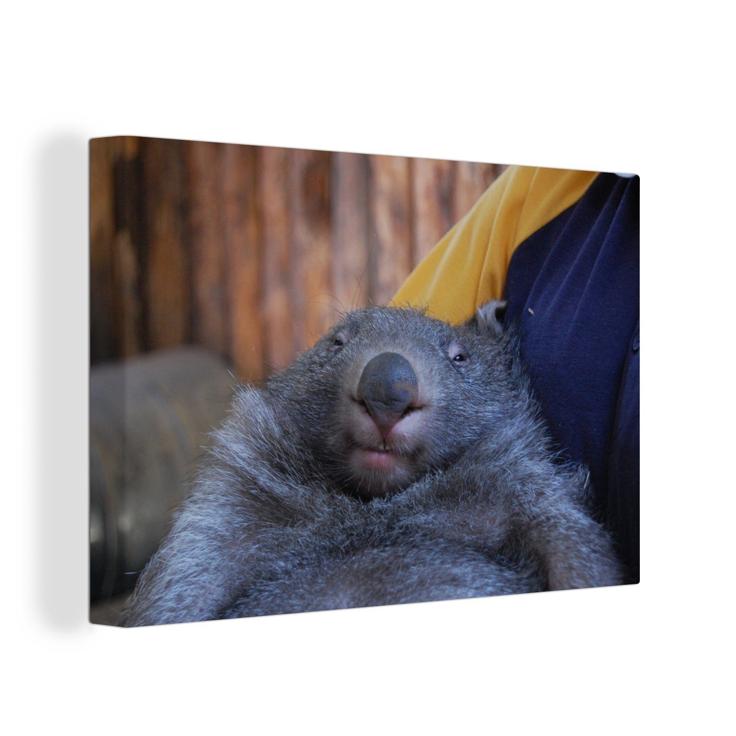 OneMillionCanvasses® Leinwandbild Nahaufnahme Wombat, schläfriger Aufhängefertig, cm Wanddeko, Leinwandbilder, St), 30x20 Wandbild (1