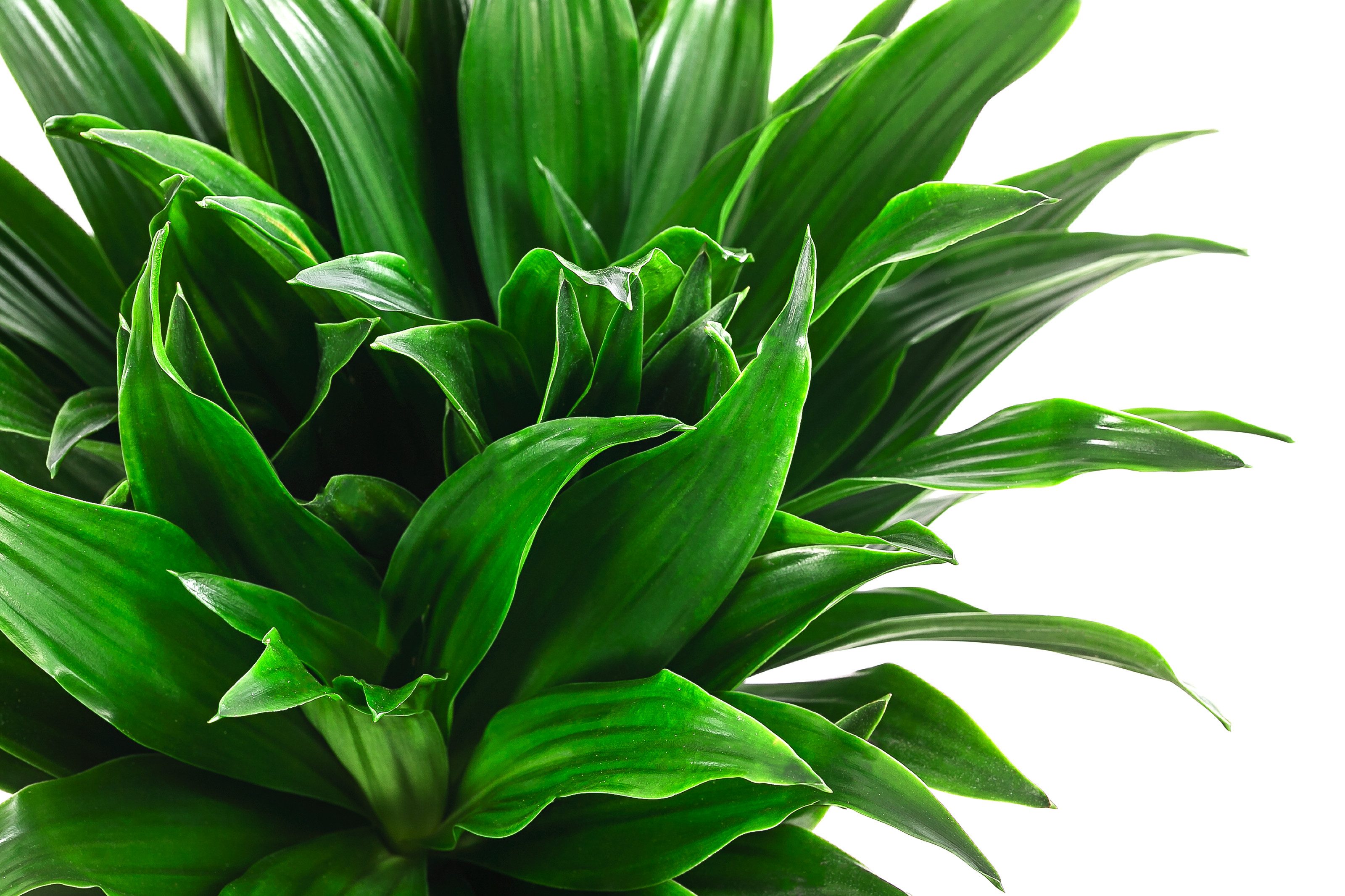 Dehner Zimmerpflanze Drachenbaum, Dracaena compacta, in Hydrokultur, mehrst günstig online kaufen